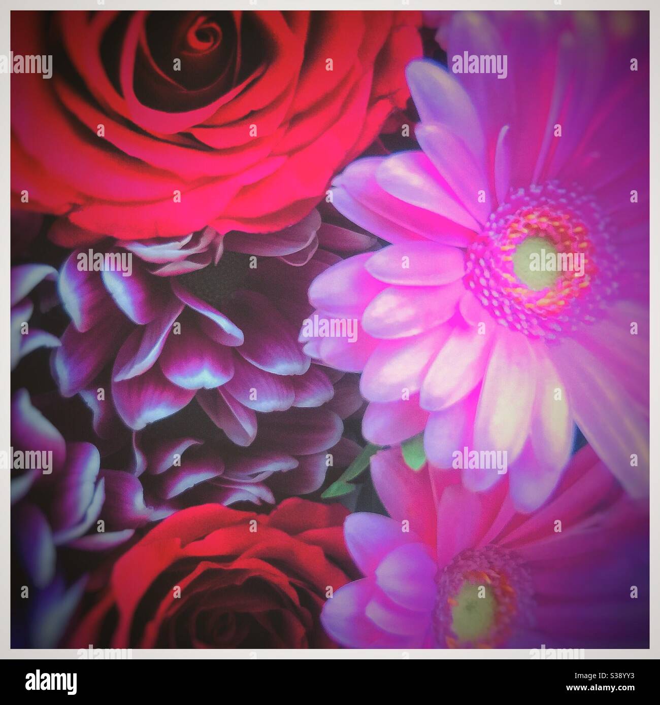 A bouquet of pink flowers. - Smartphone Captured Stock Image