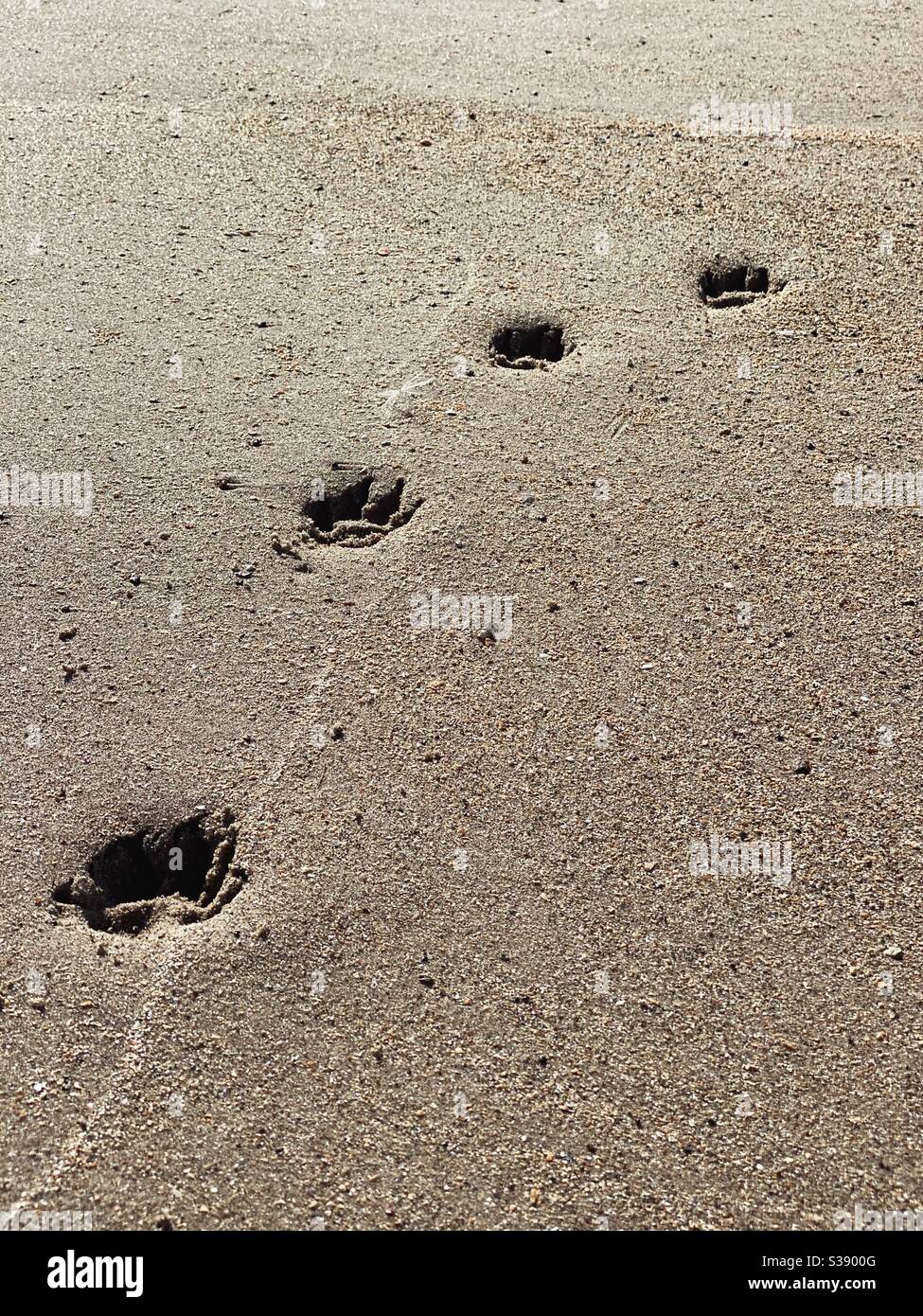 Dog footprints in the sand, morning shadows - Smartphone Captured Stock Image