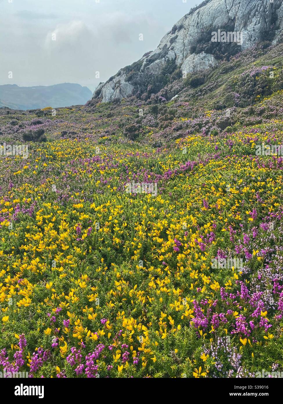 Wild flowers and gorse on the Anglesey Coastal path at Southstack, Holyhead mountain, Gogarth Bay, north wales - Smartphone Captured Stock Image