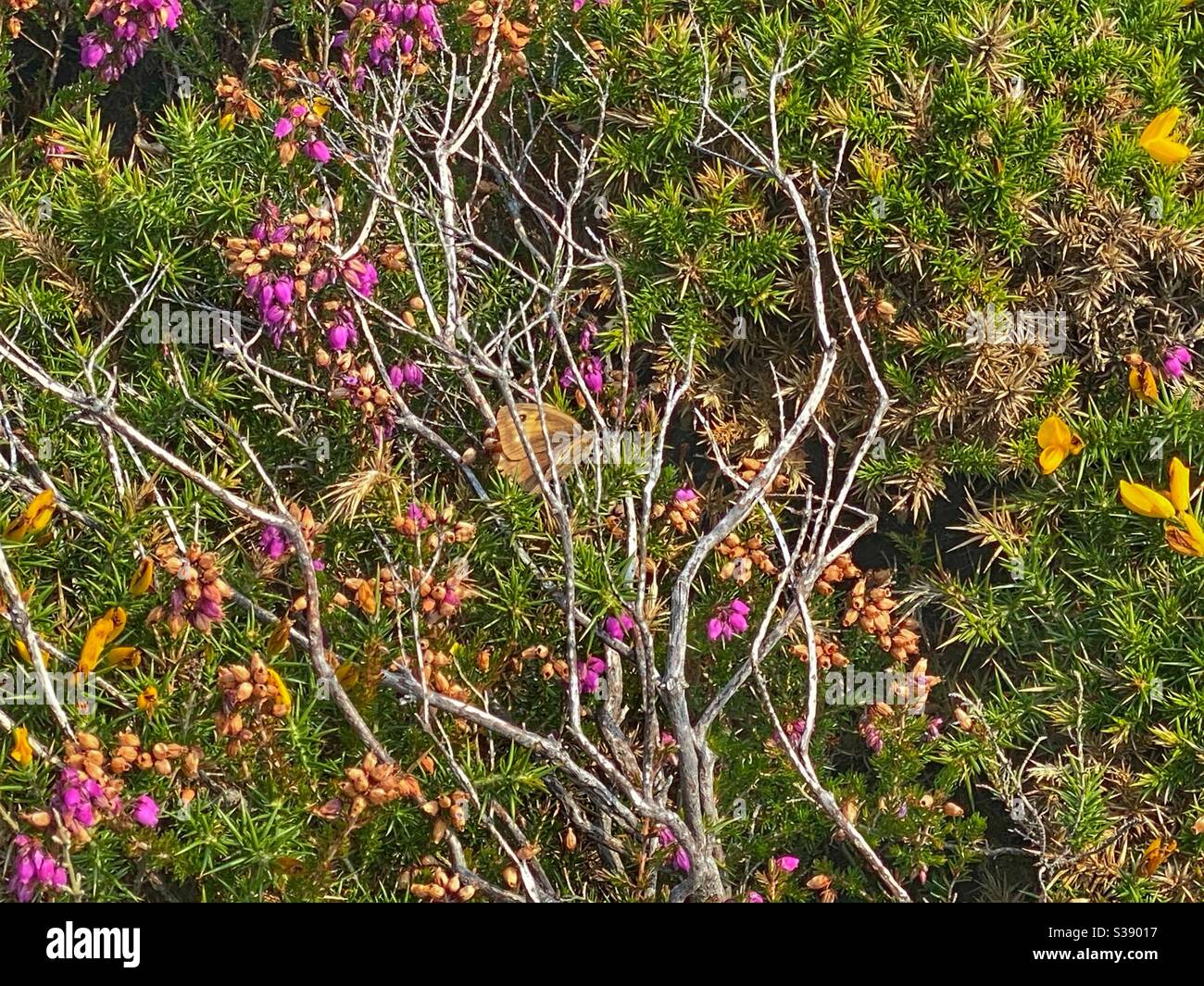 Wild flowers on the rocks on the coastline near Southstack, Holyhead, Anglesey, north wales - Smartphone Captured Stock Image
