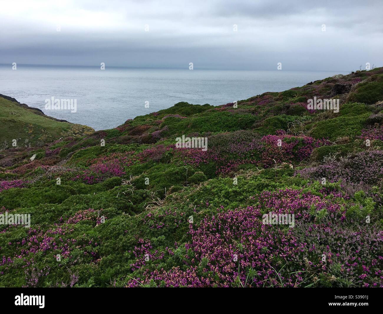 Purple heather on coastline - Smartphone Captured Stock Image