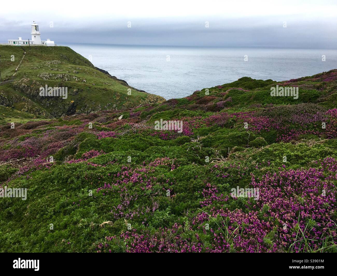 Lighthouse with purple heather in foreground - Smartphone Captured Stock Image