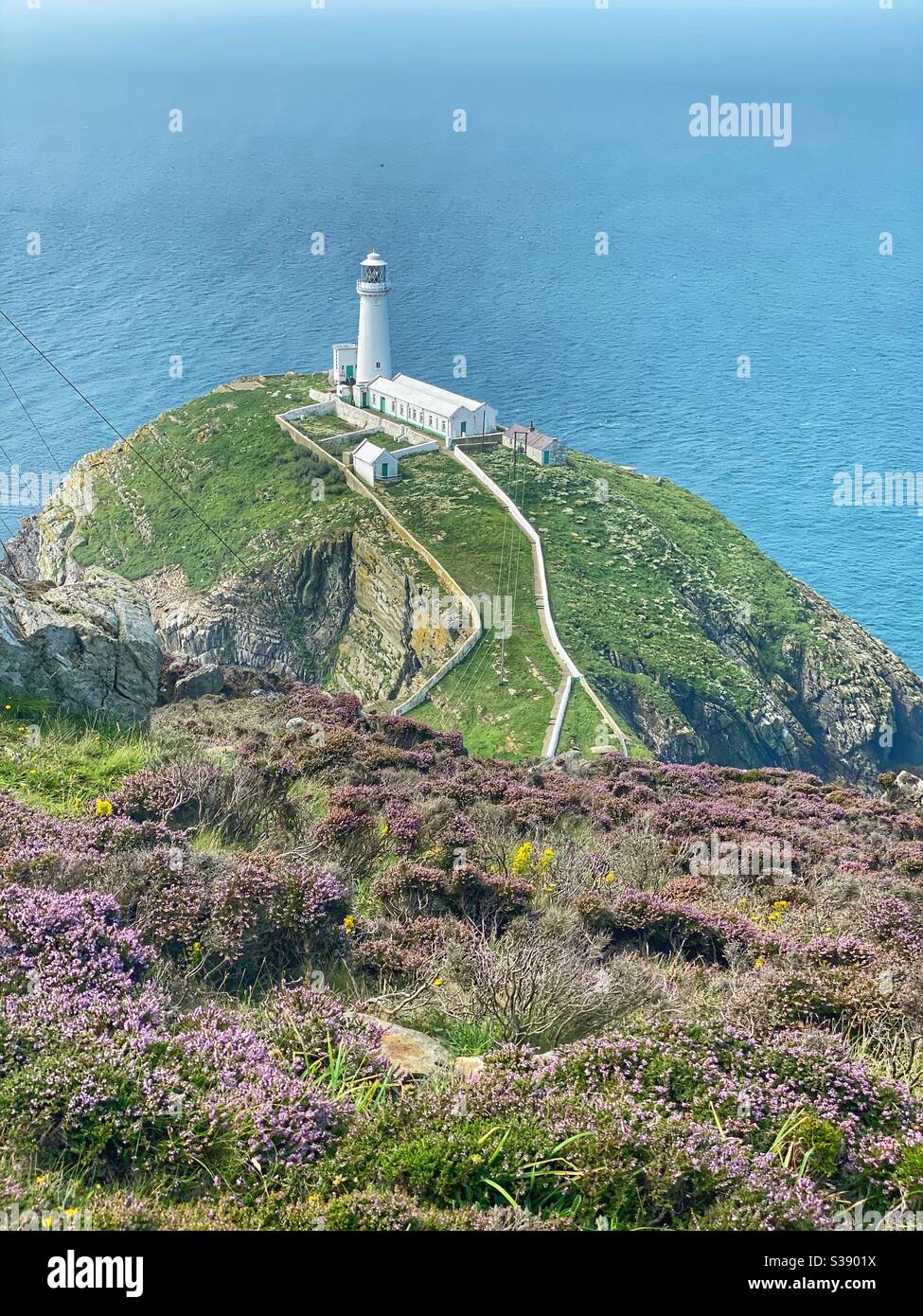 South stack lighthouse from cliff face with wild flowers and gorse. Holyhead, Anglesey, north wales - Smartphone Captured Stock Image