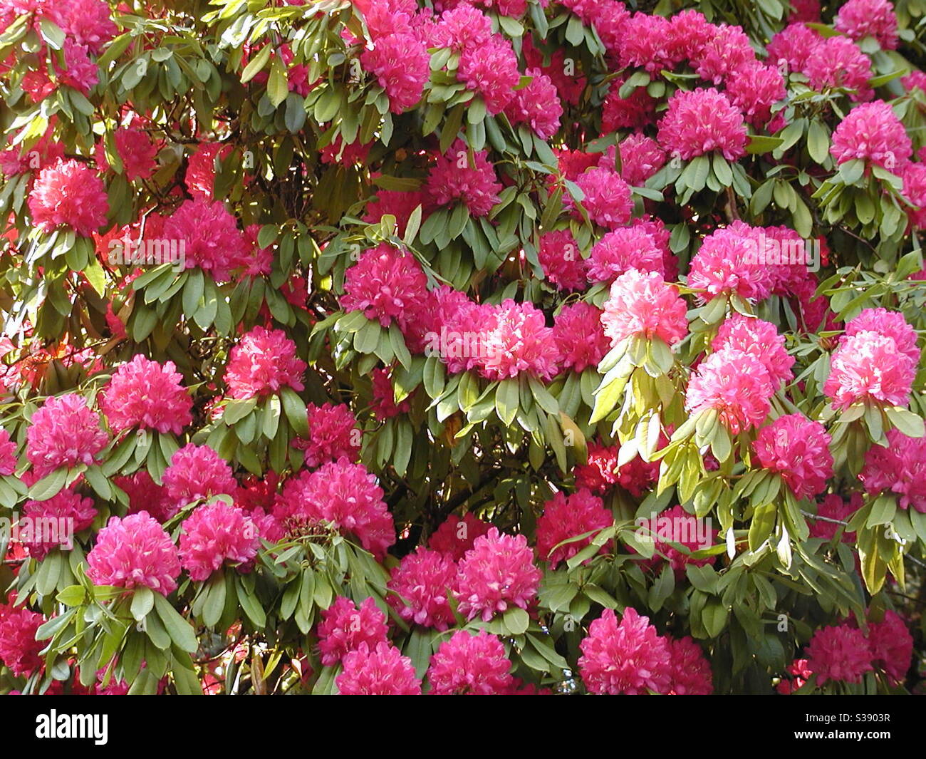 Rhododendron bush in full flower Stock Photo - Alamy
