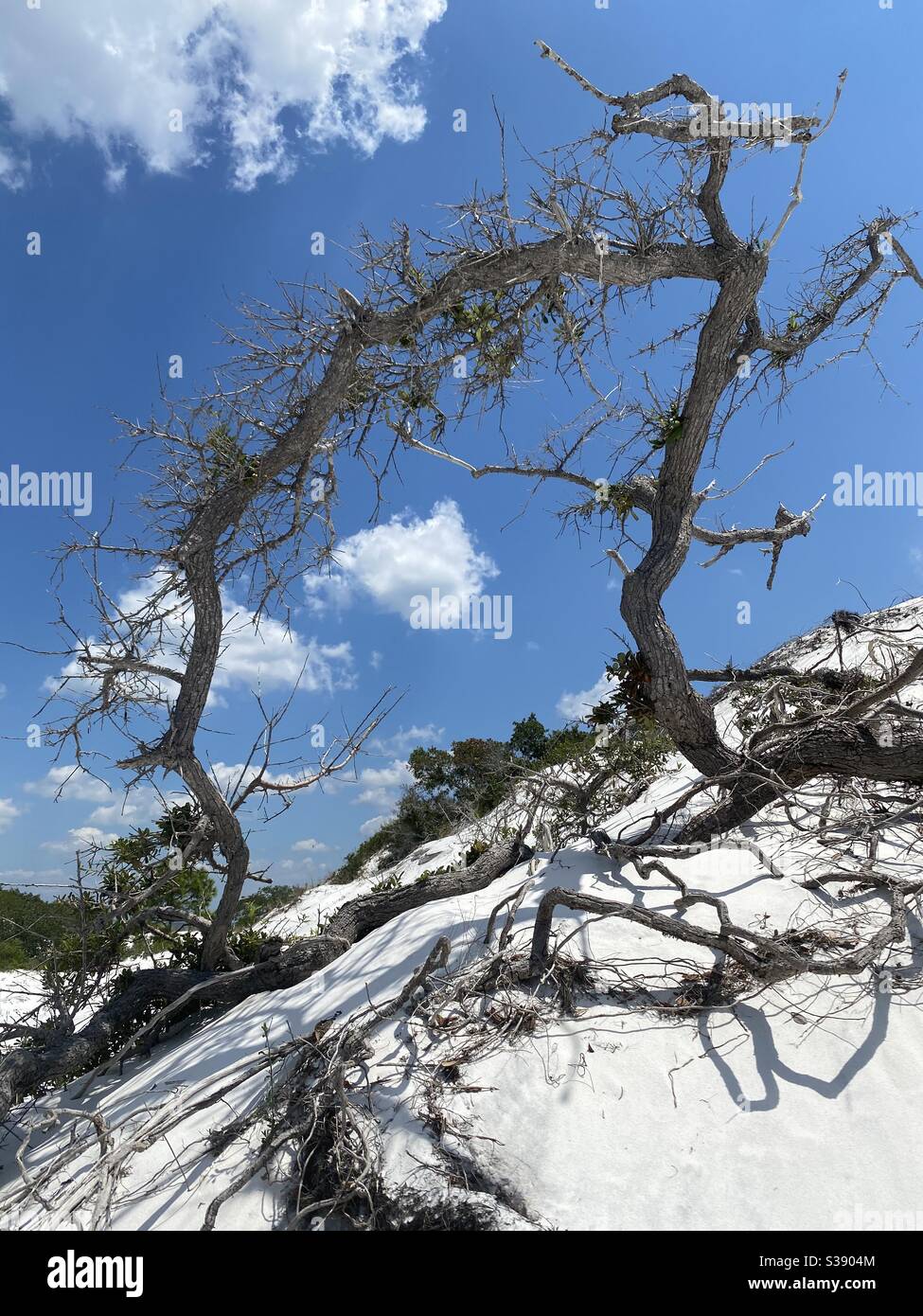 A gnarly tree growing on hillside of white sand dunes on the beach - Smartphone Captured Stock Image