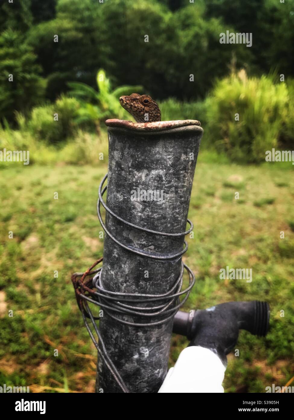 Wire lizard hi-res stock photography and images - Alamy