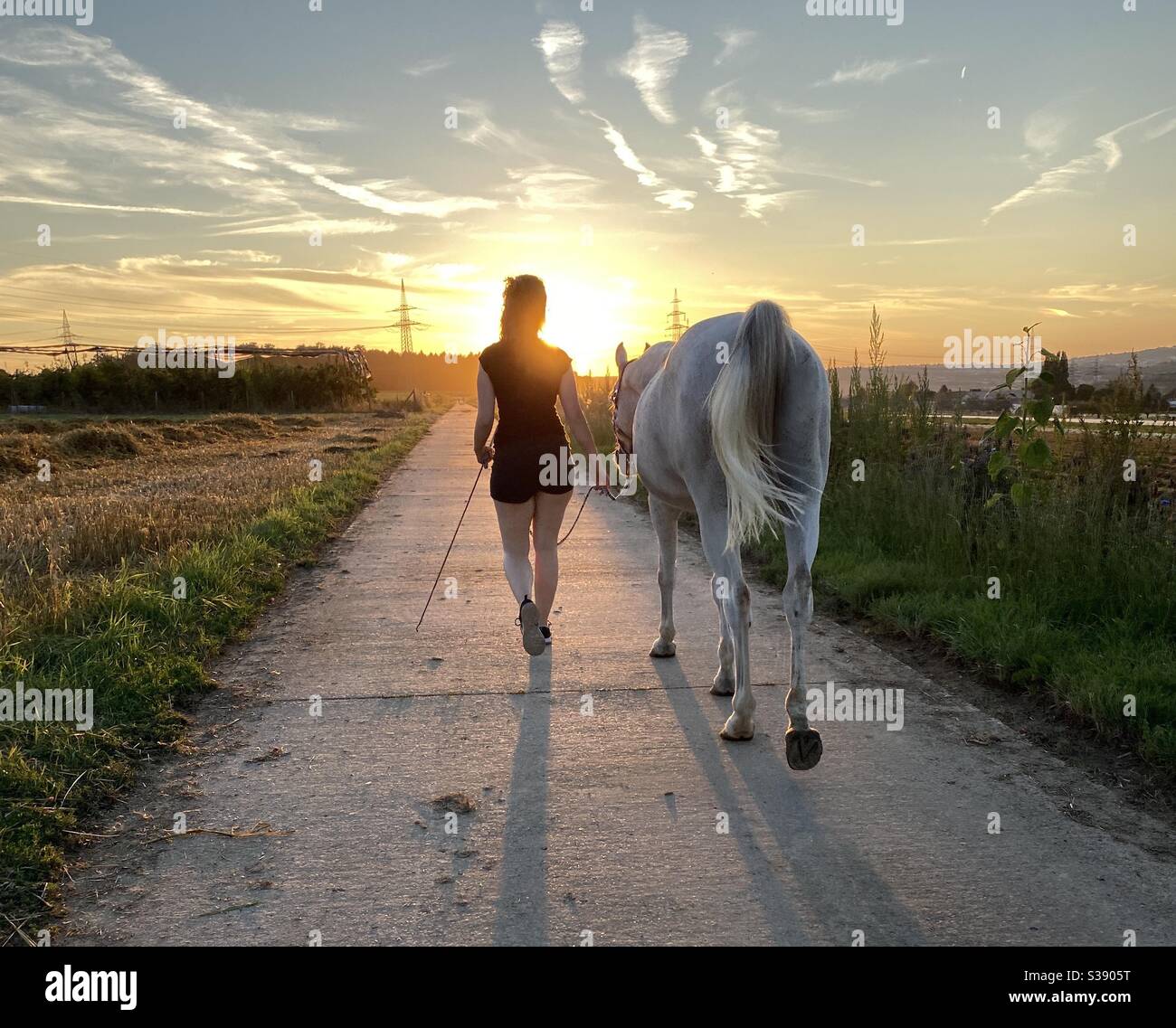 A stroll with horse at sunset - Smartphone Captured Stock Image
