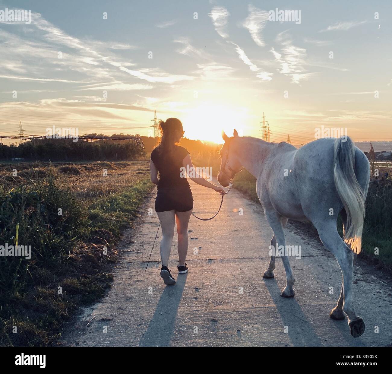 A stroll with horse at sunset in Stuttgart, Germany - Smartphone Captured Stock Image