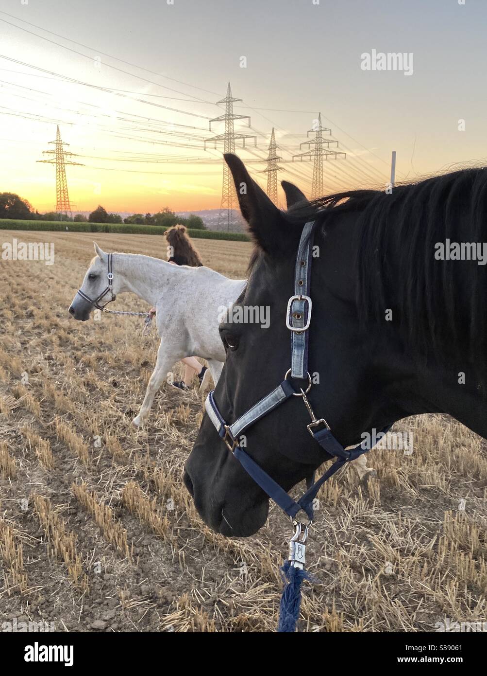 A stroll with horses at sunset in fields - Smartphone Captured Stock Image
