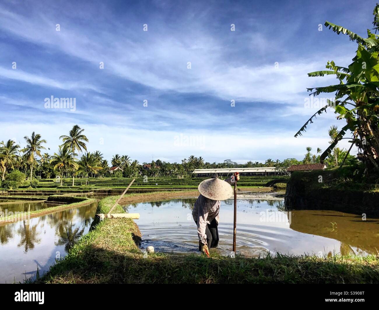 Working man at rice field - Bali Stock Photo