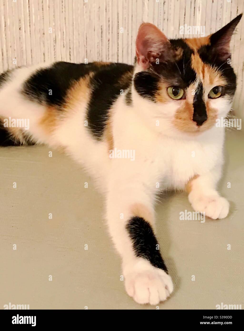 Portrait of beautiful calico cat with gorgeous green eyes but blind in her left eye, domestic or american shorthair, rescued tiny 4-week old kitten who was already blind, is now indoor companion pet Stock Photo