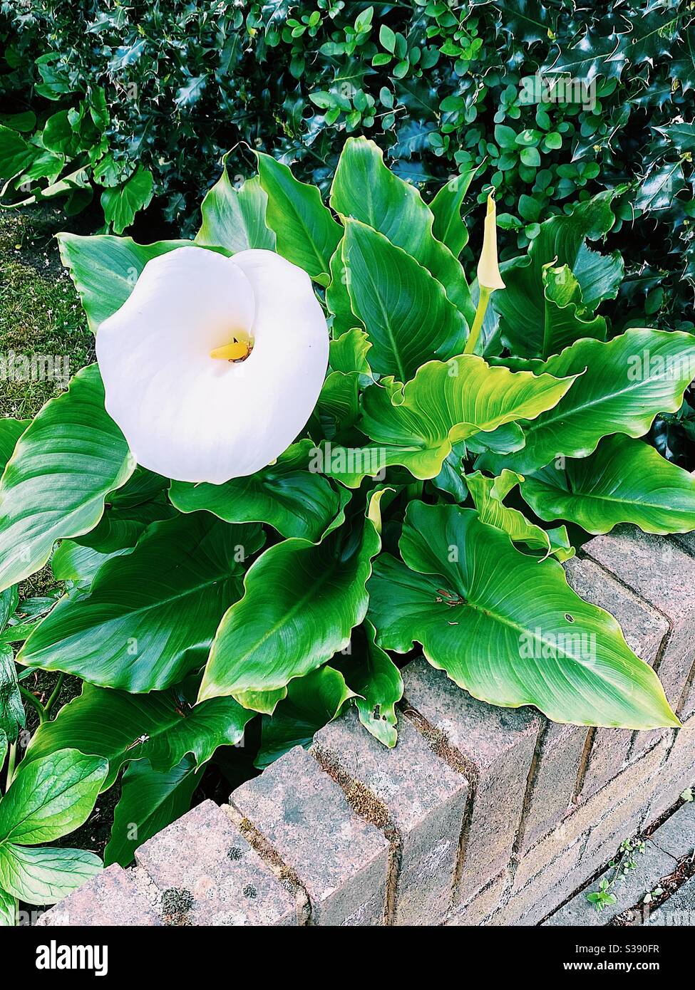 Symbol of Peace (Lily Stock Photo Alamy
