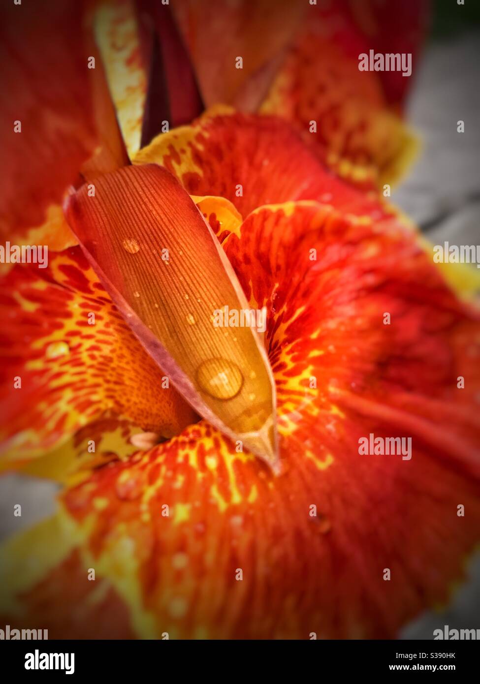 Orange Bearded Iris flower, Thailand Stock Photo