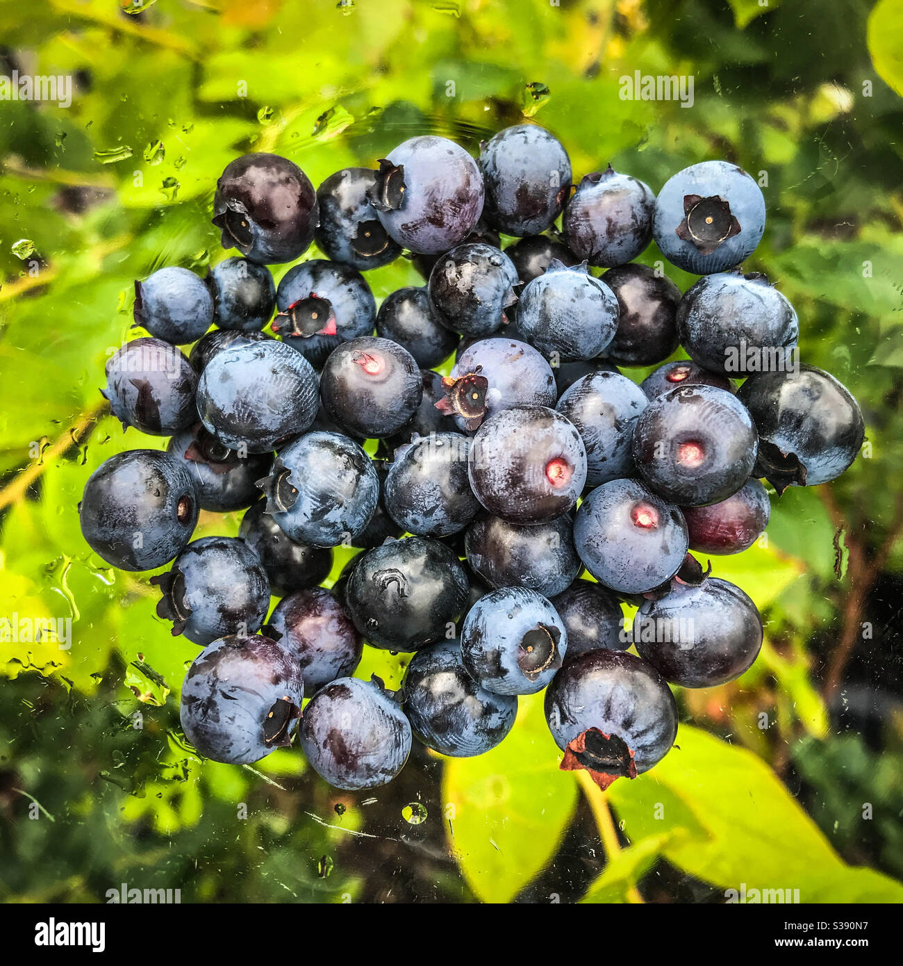 Blueberries in a glass bowl with blueberry bush background - Smartphone Captured Stock Image