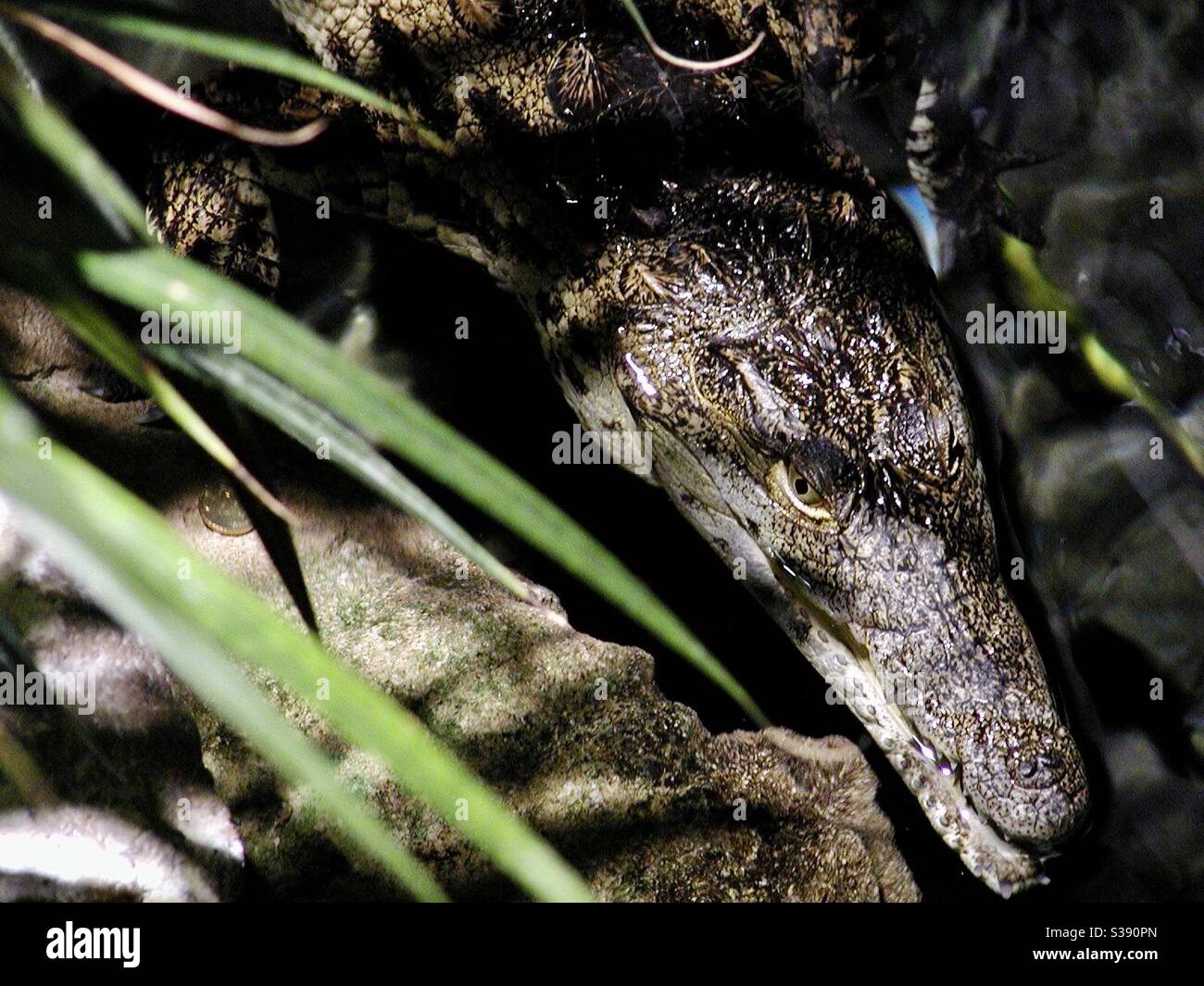 Crocodile is large semi aquatic reptile that live throughout the tropics in Africa, Asia, the Americas and Australia. Stock Photo