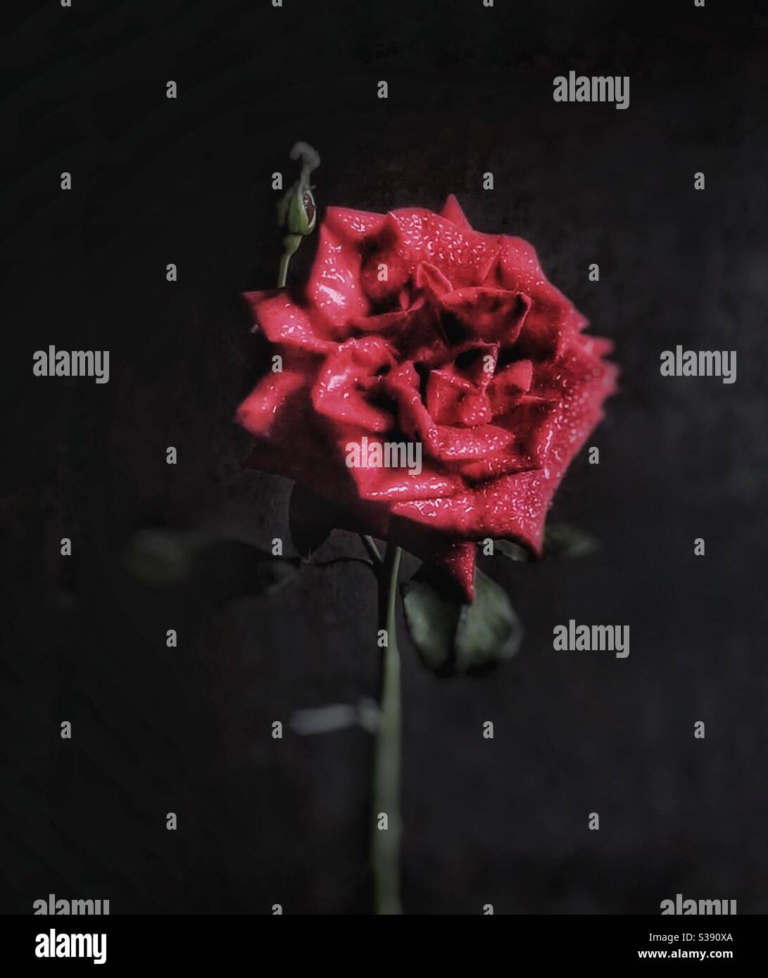 Wet red rose - Smartphone Captured Stock Image