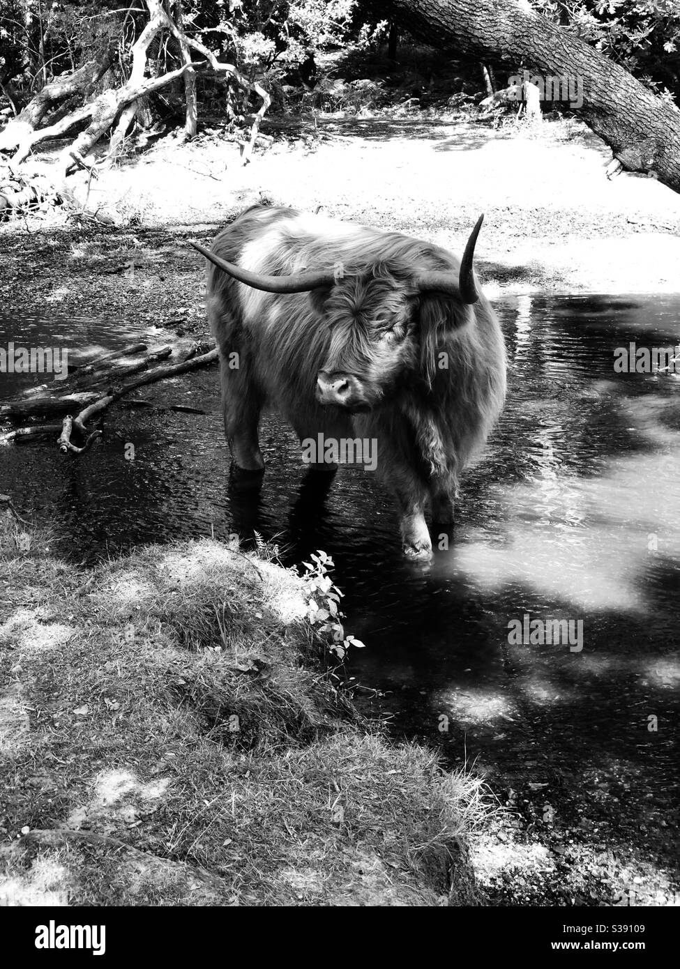 Cow Shadow Tree High Resolution Stock Photography and Images - Alamy