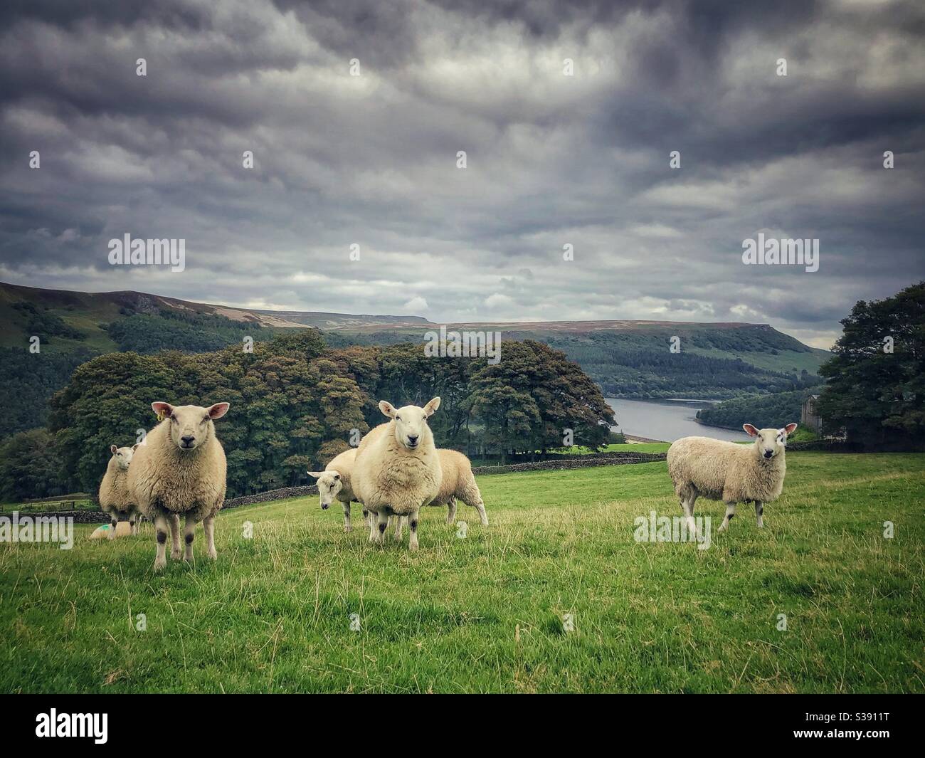 Flock of sheep in the Peak District National Park, Ladybower Reservoir and Derwent Edge in the background - Derbyshire, United Kingdom - Smartphone Captured Stock Image