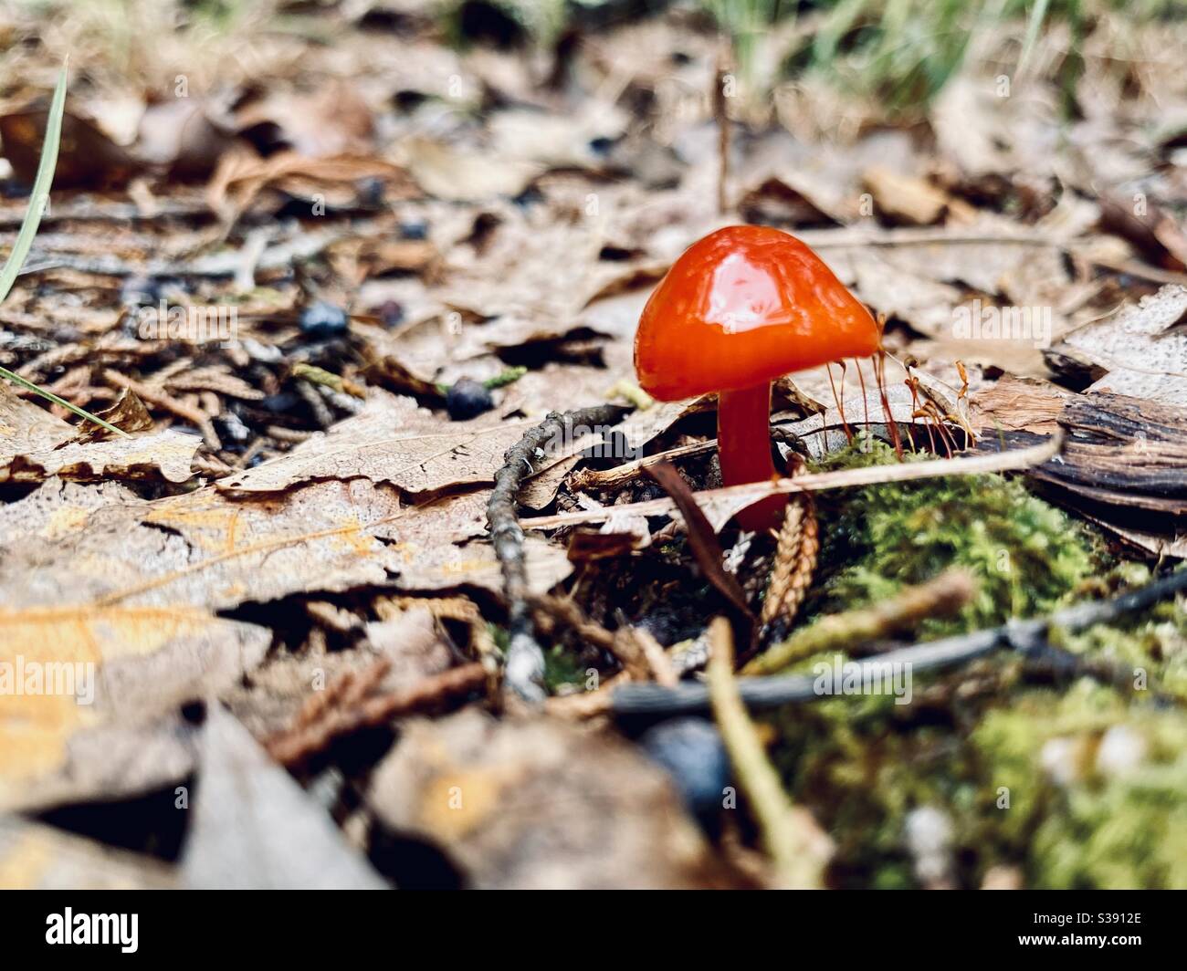 Small mushroom on the forest floor surrounded by leaves and lichen. Stock Photo