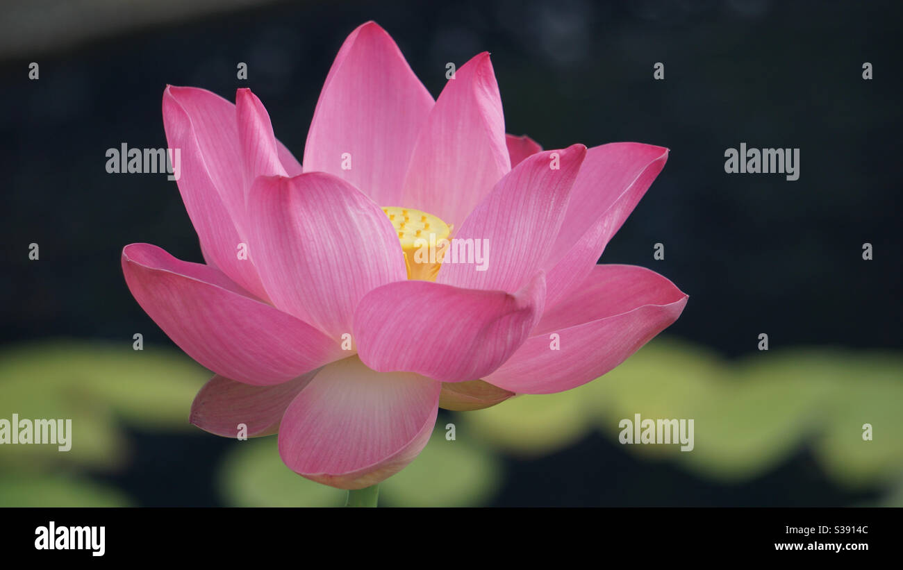 Pink water lily blooms on a small pond - Smartphone Captured Stock Image