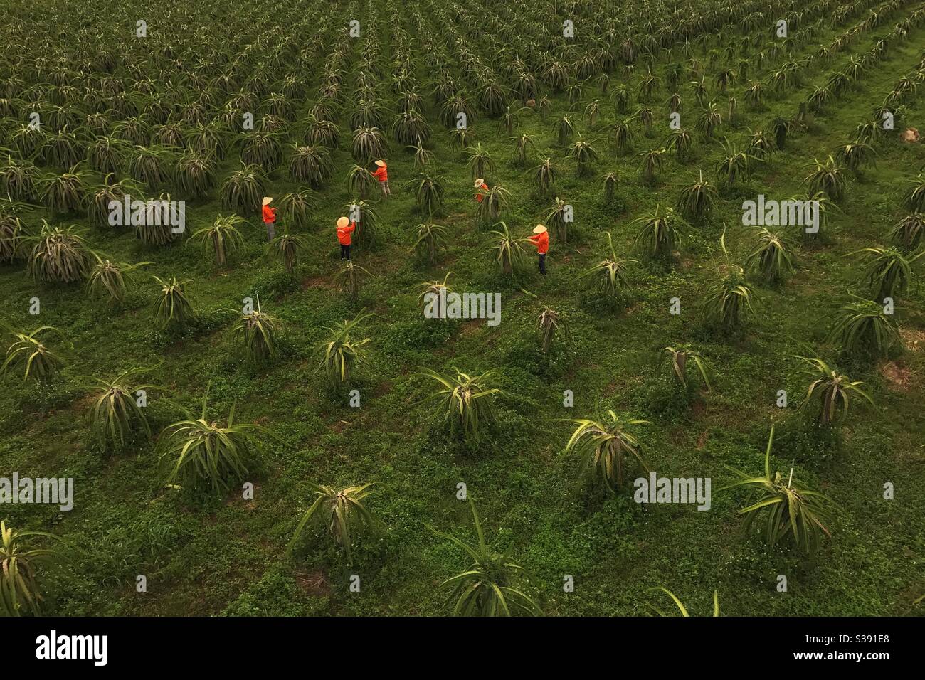 A Thanh Long tree plantation Stock Photo