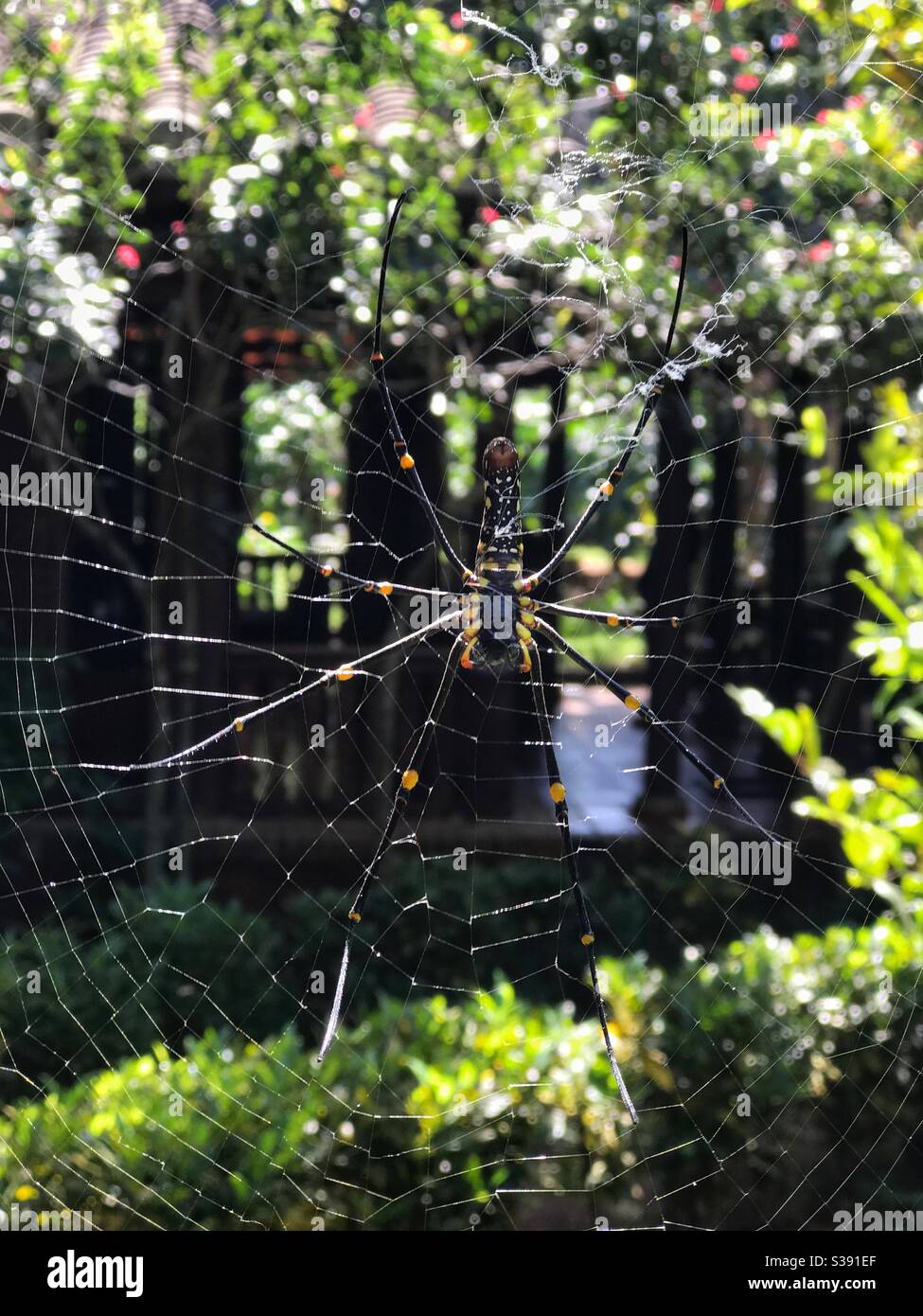 The spider spreads its silk Stock Photo