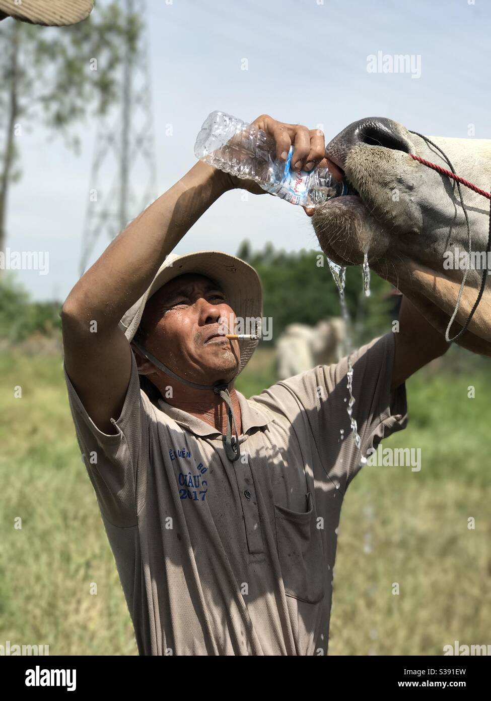 Give the cow water Stock Photo