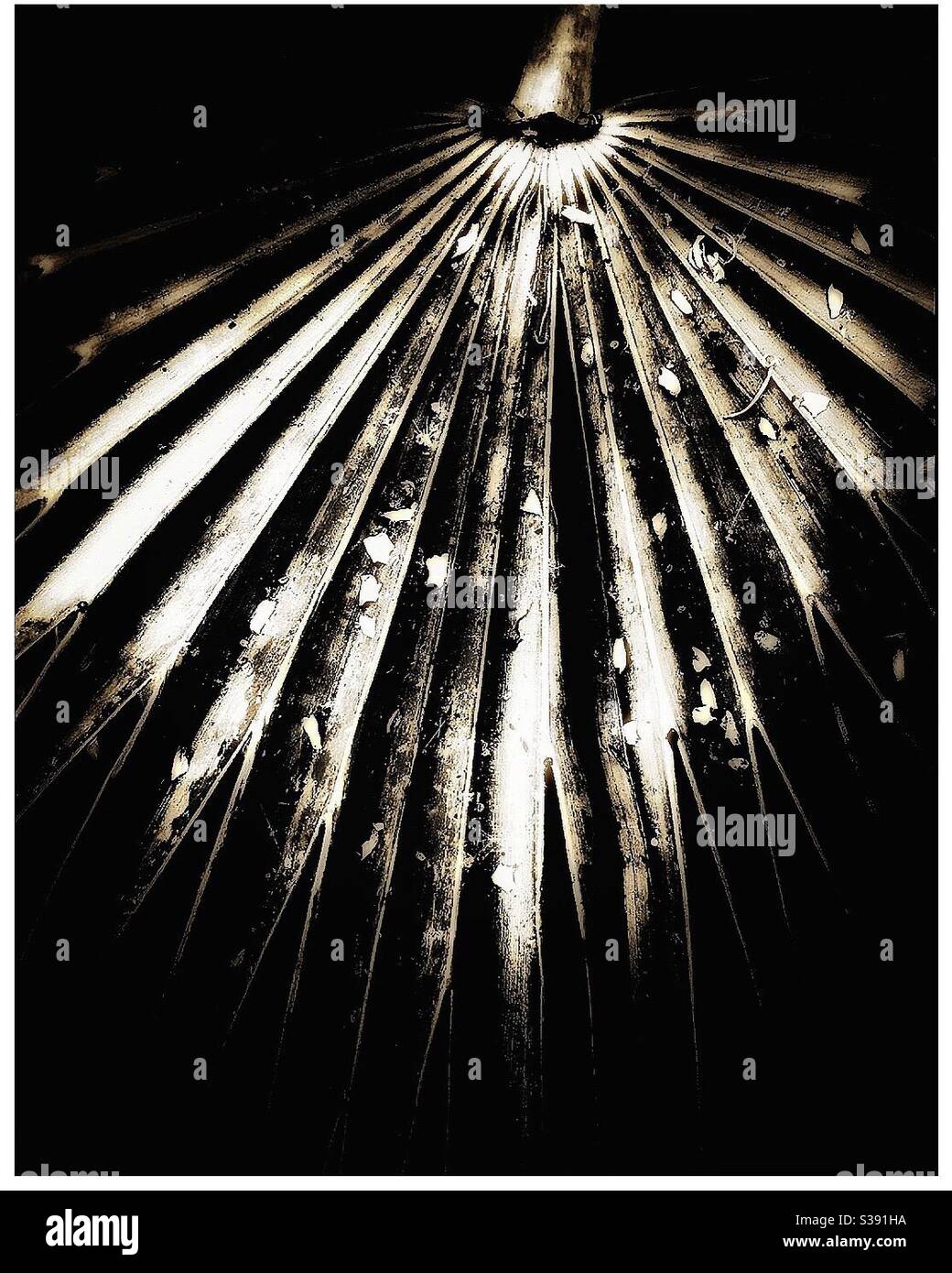 Palm leaf. - Smartphone Captured Stock Image