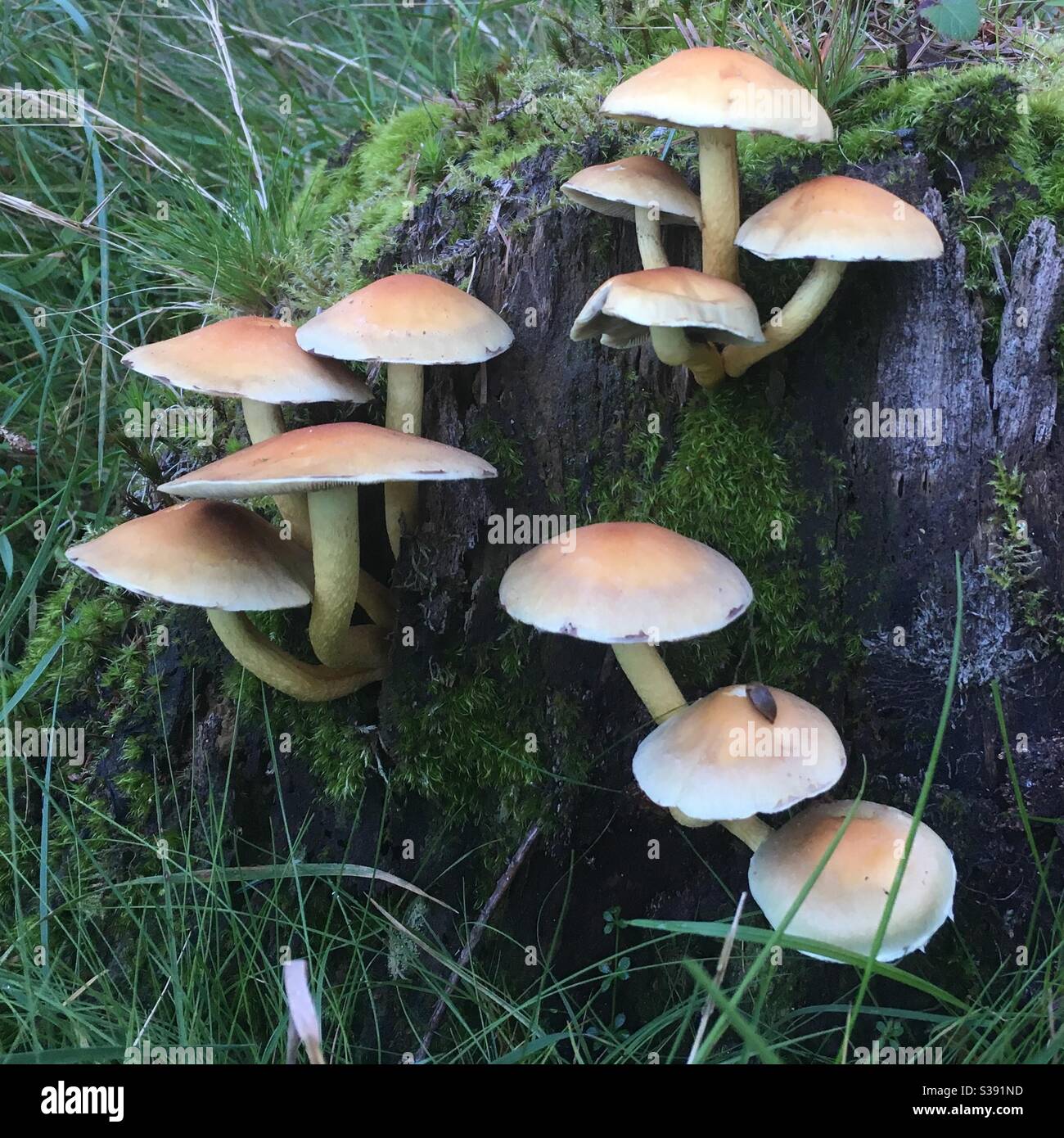 mushrooms-growing-on-a-tree-stump-stock-photo-alamy