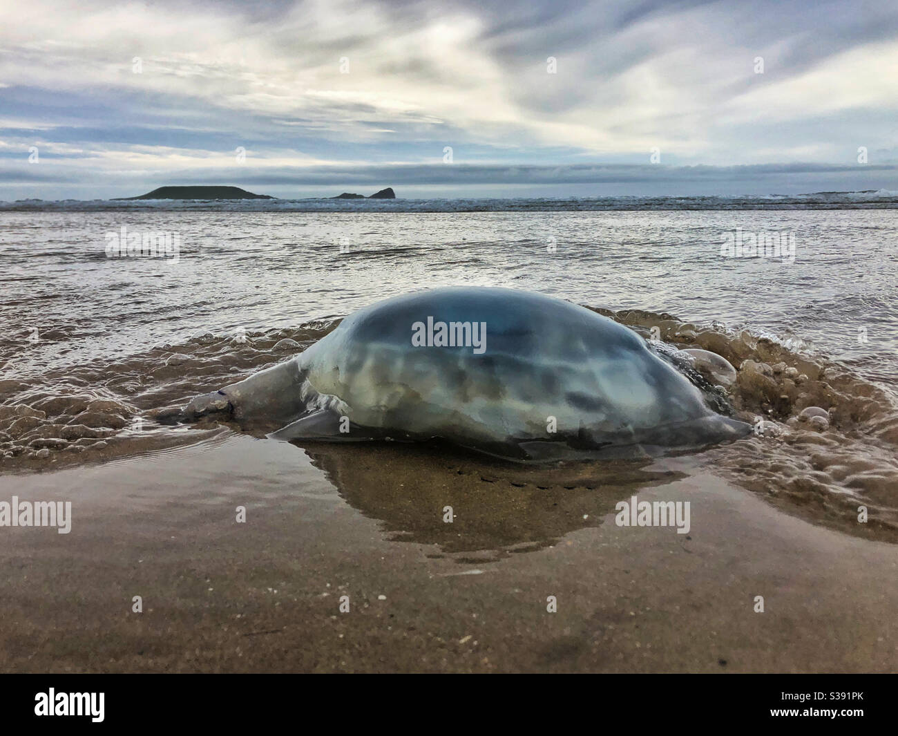 Large jellyfish on the tide line at Rhossili beach, Gower, Swansea, Wales, August. - Smartphone Captured Stock Image