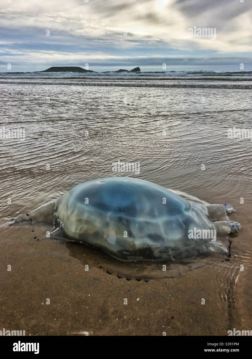 Large jellyfish washed up on Rhossili beach with Worms Head in the background - Smartphone Captured Stock Image
