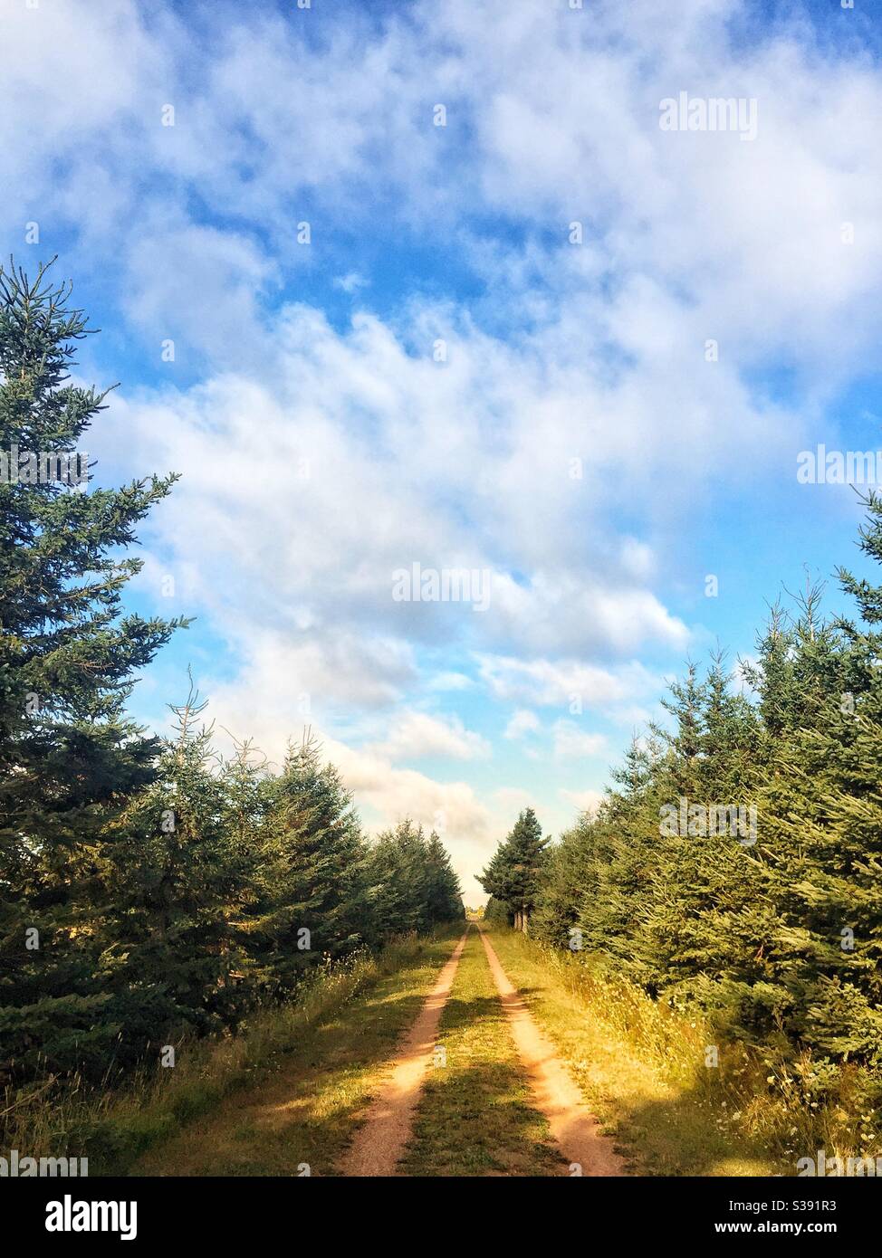 The Confederation Trail or the Trans Canada Trail in rural, Prince Edward Island, Canada. Stock Photo