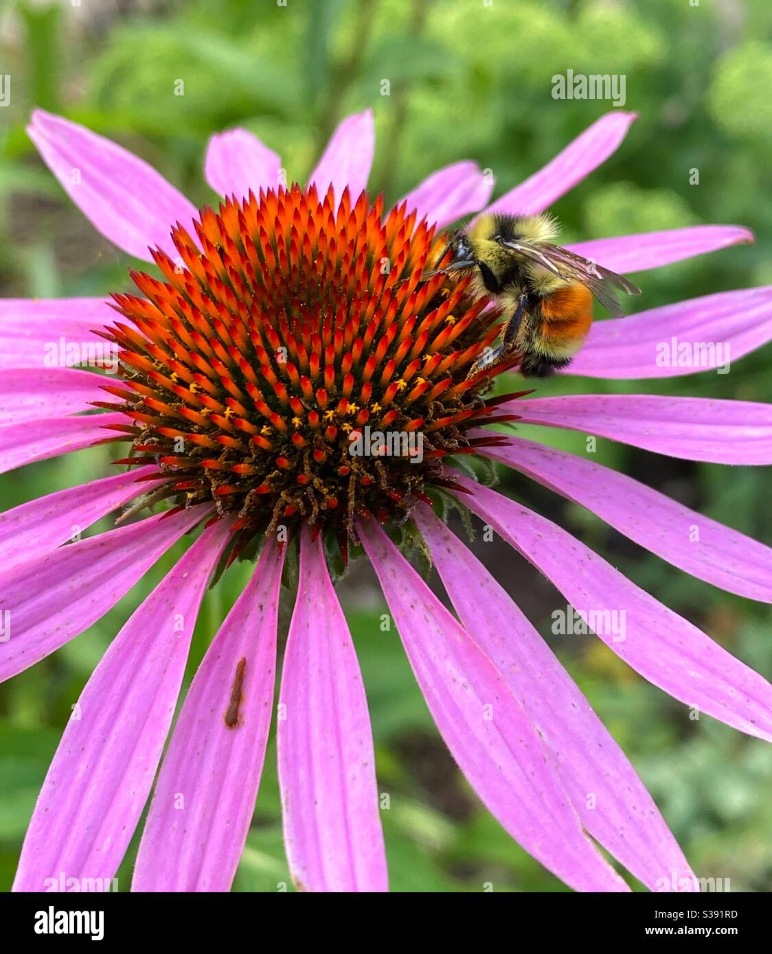 Bee pollinating echinacea flower - Smartphone Captured Stock Image