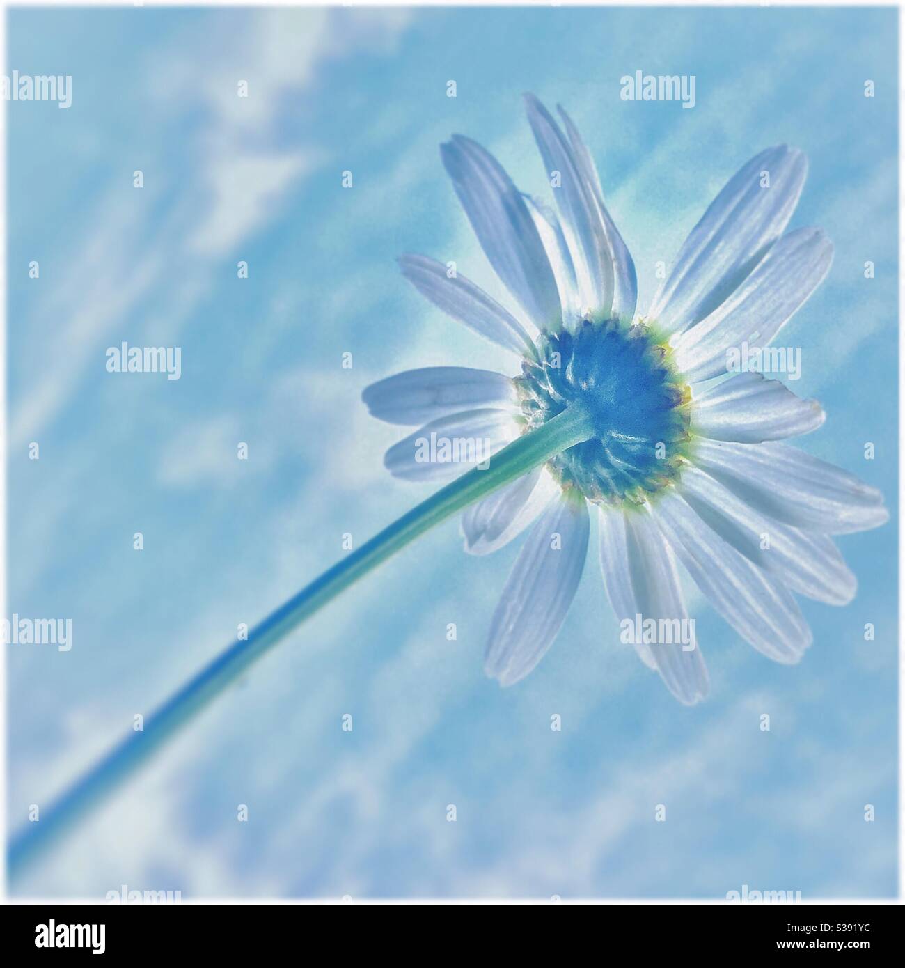 Daisy flower from below. - Smartphone Captured Stock Image