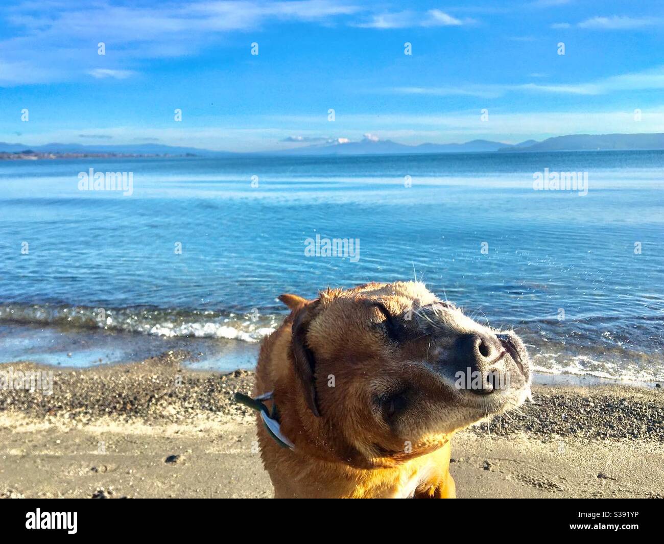 Dog funny face lake mountains background - Smartphone Captured Stock Image