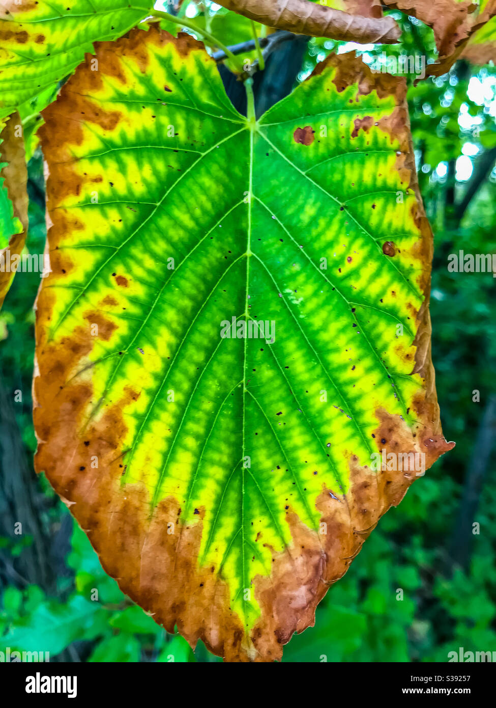 Leaf turning red hires stock photography and images Alamy