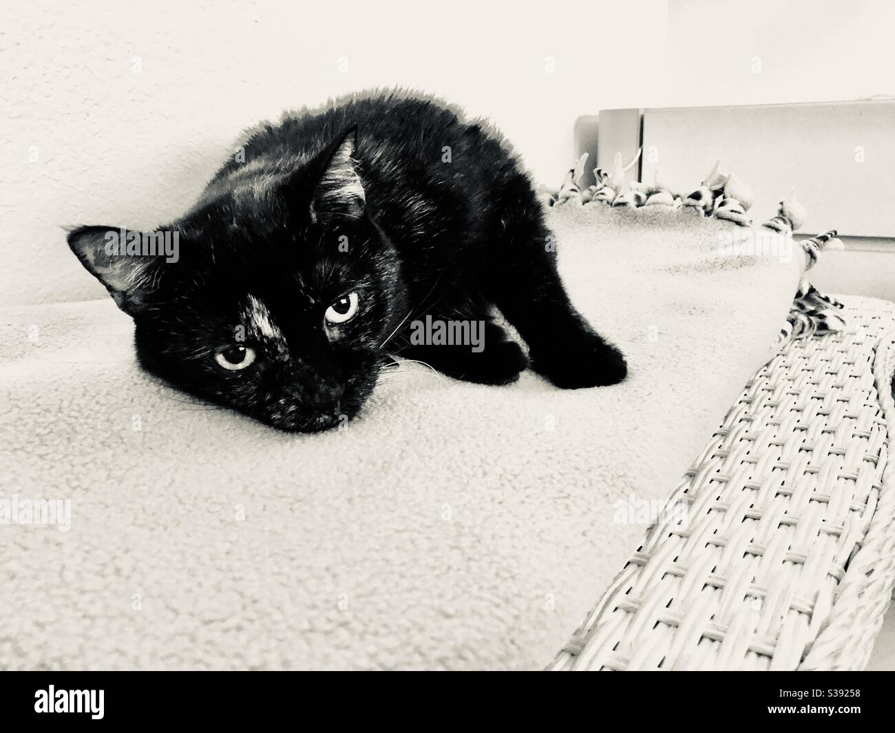 Mature Indoor cat with big eyes looking at camera. - Smartphone Captured Stock Image