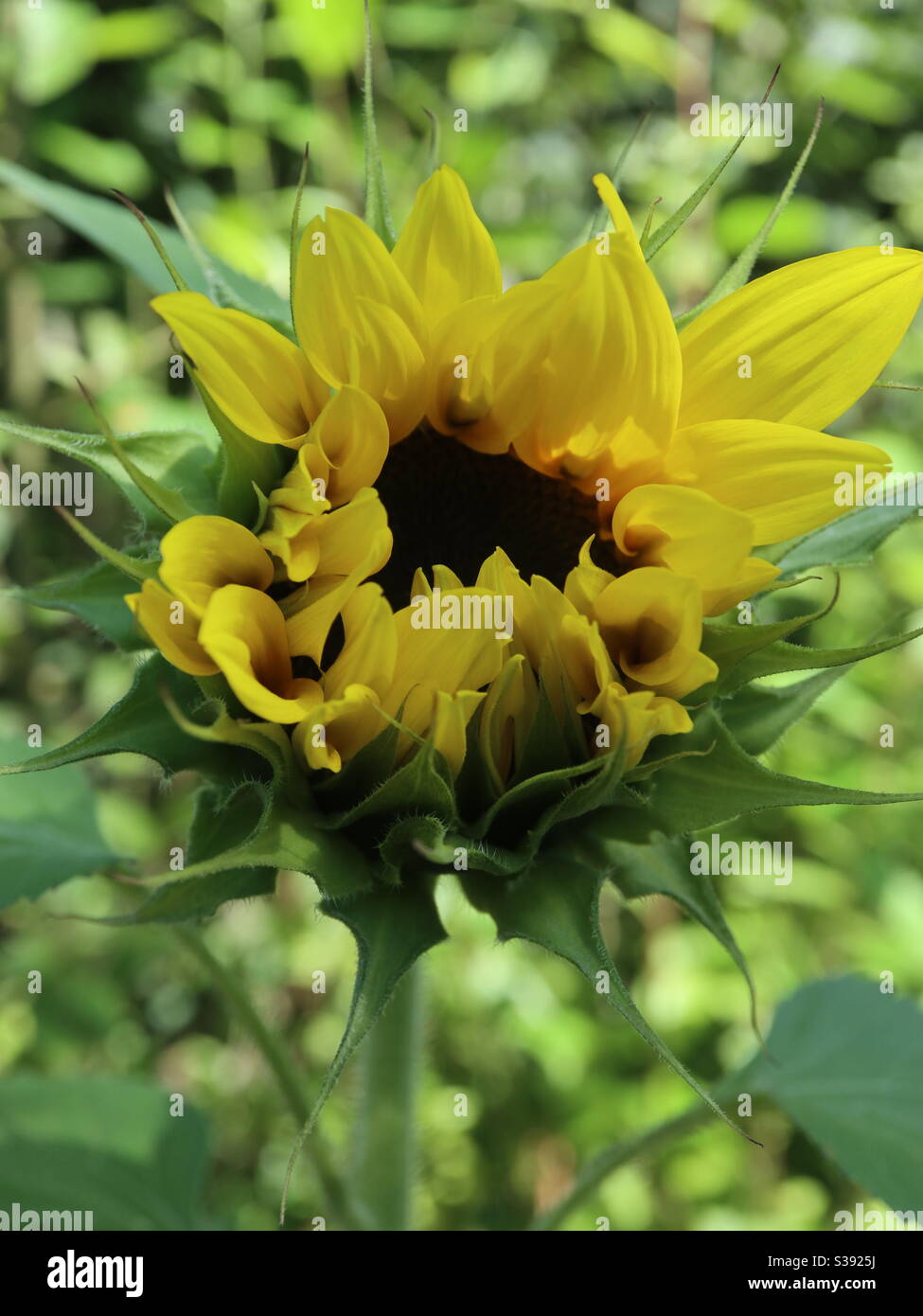 Russian Giant Sunflower - Smartphone Captured Stock Image