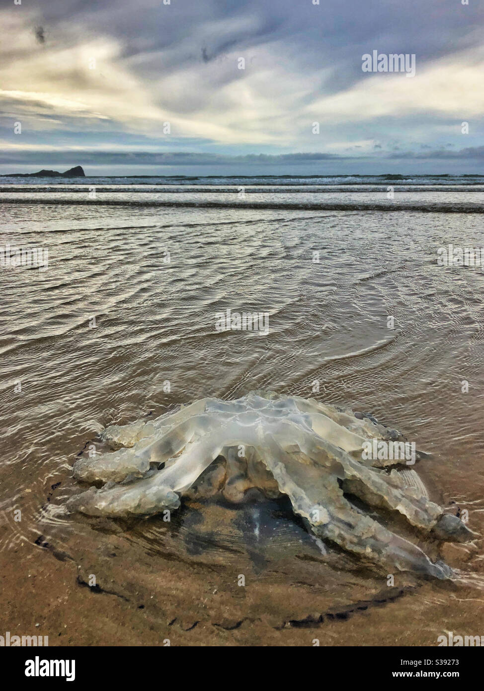 Large jellyfish washed up on Rhossili beach, August. Worms Head in the distance. - Smartphone Captured Stock Image
