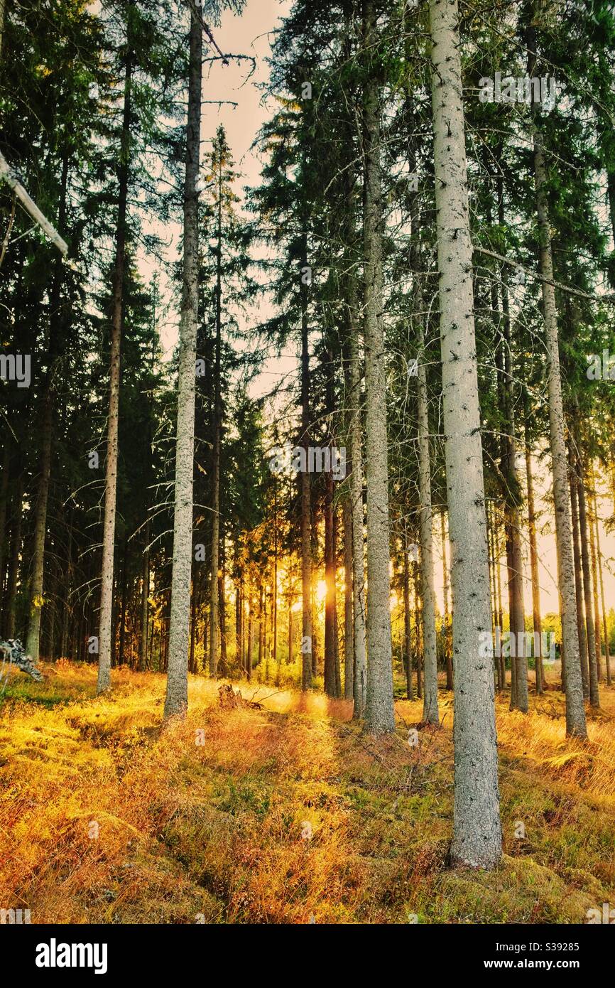 Rays forest hi-res stock photography and images - Alamy