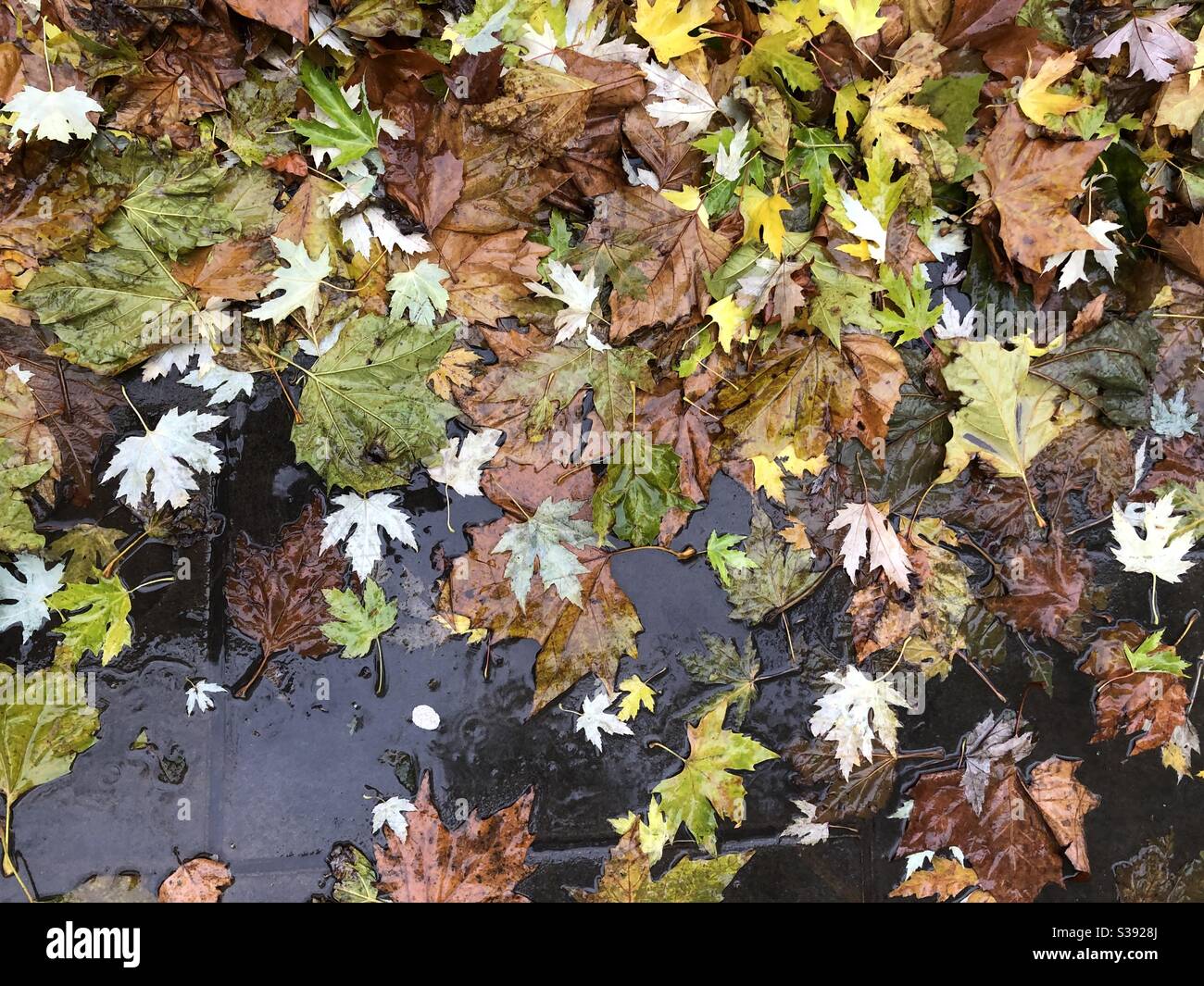 Wet autumn leaves hi-res stock photography and images - Alamy