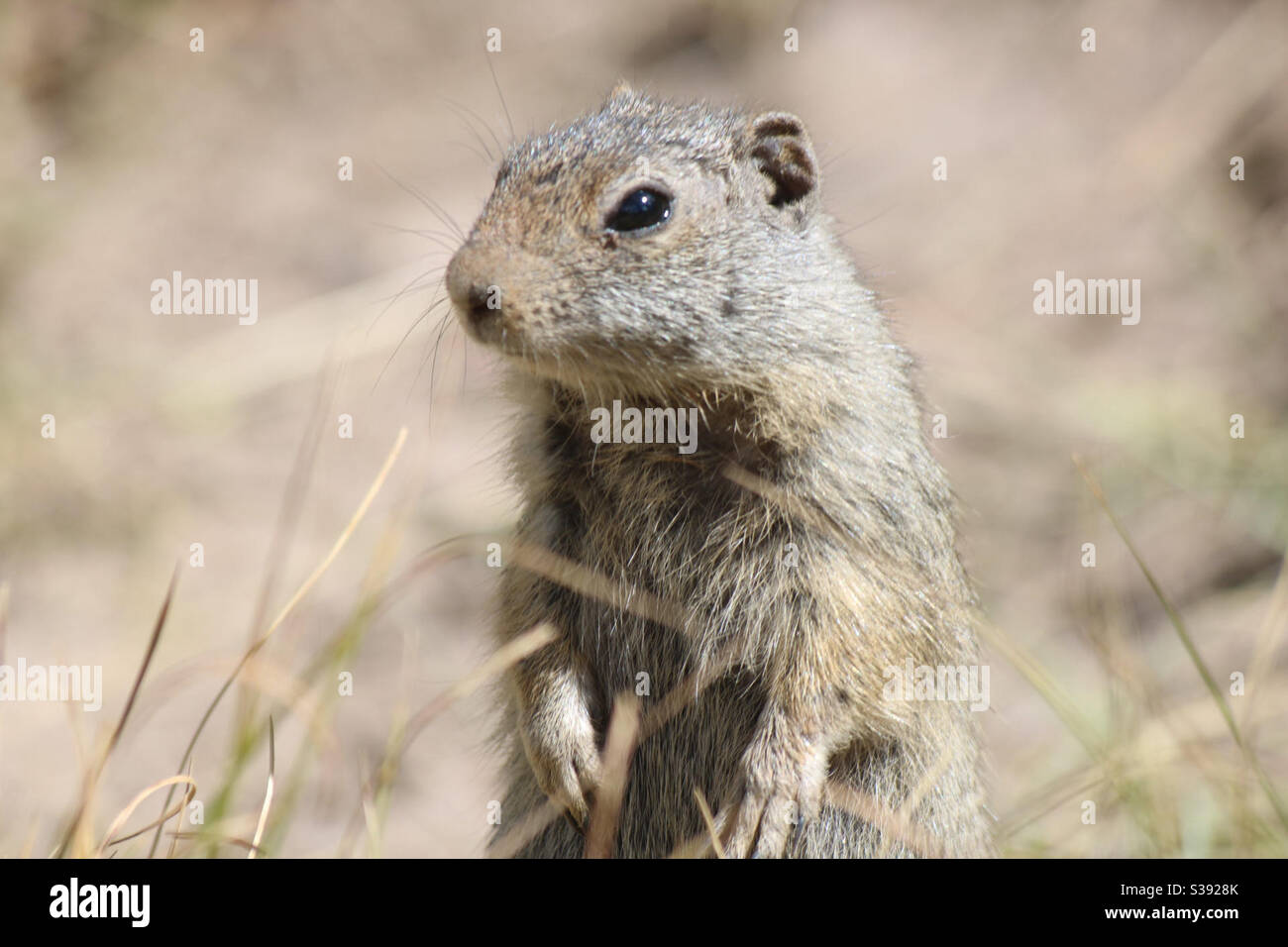 Ground squirrel watching everything going on around him. Stock Photo