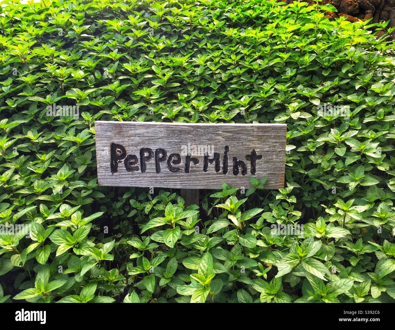 A big patch of the herb peppermint with a wooden identification sign. - Smartphone Captured Stock Image