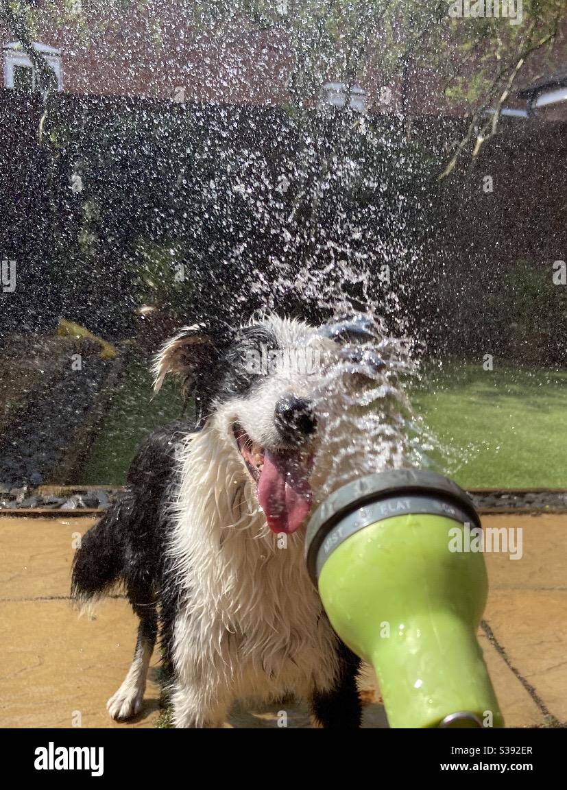 Dogs - Smartphone Captured Stock Image
