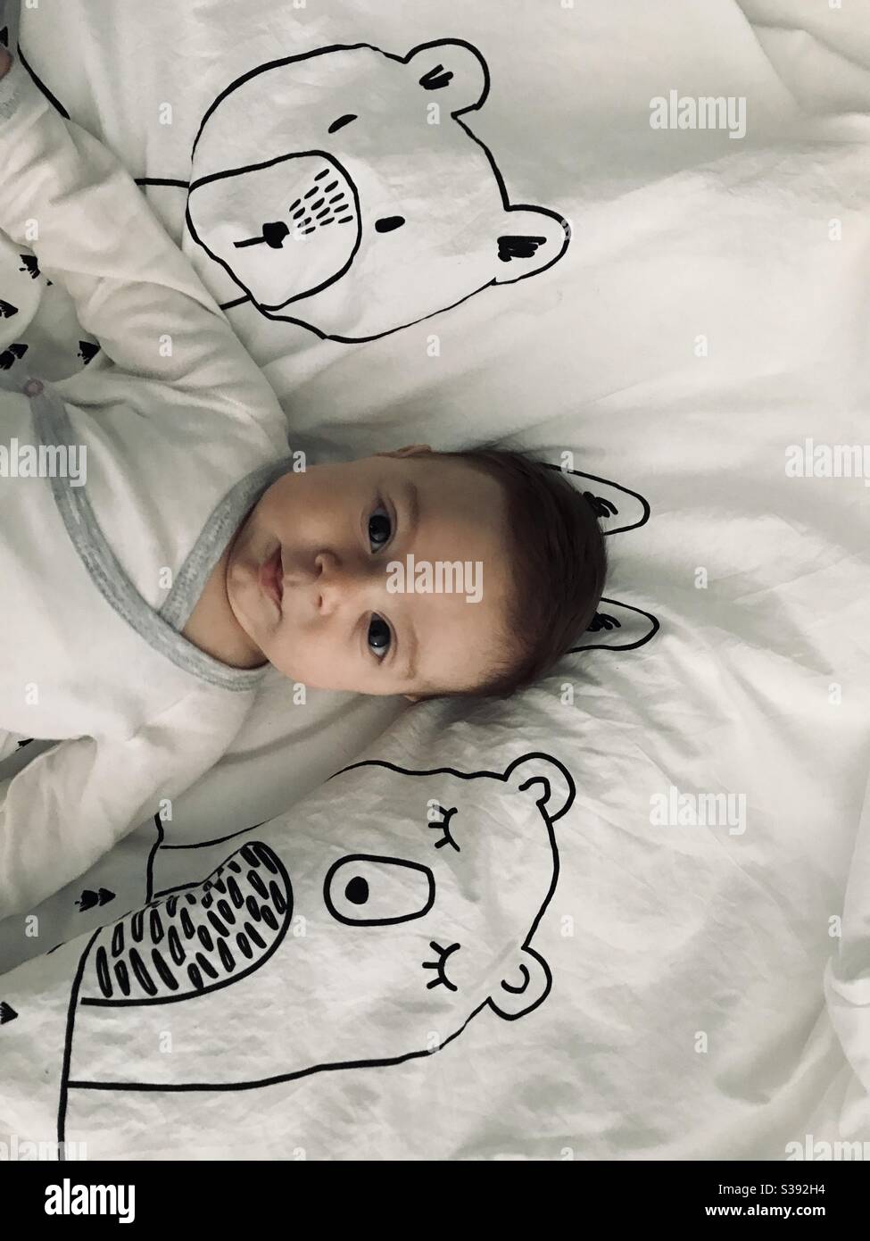 Bear blanket hi-res stock photography and images - Alamy