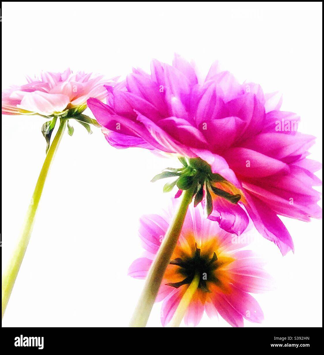Pink Dahlias. - Smartphone Captured Stock Image