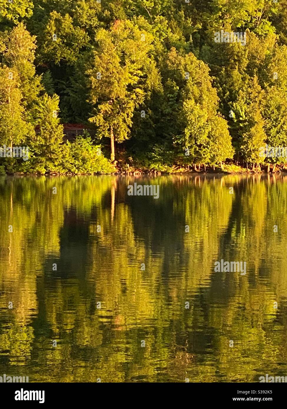 Thick trees and their reflection along shoreline of Ontario lake in late afternoon golden sun. - Smartphone Captured Stock Image