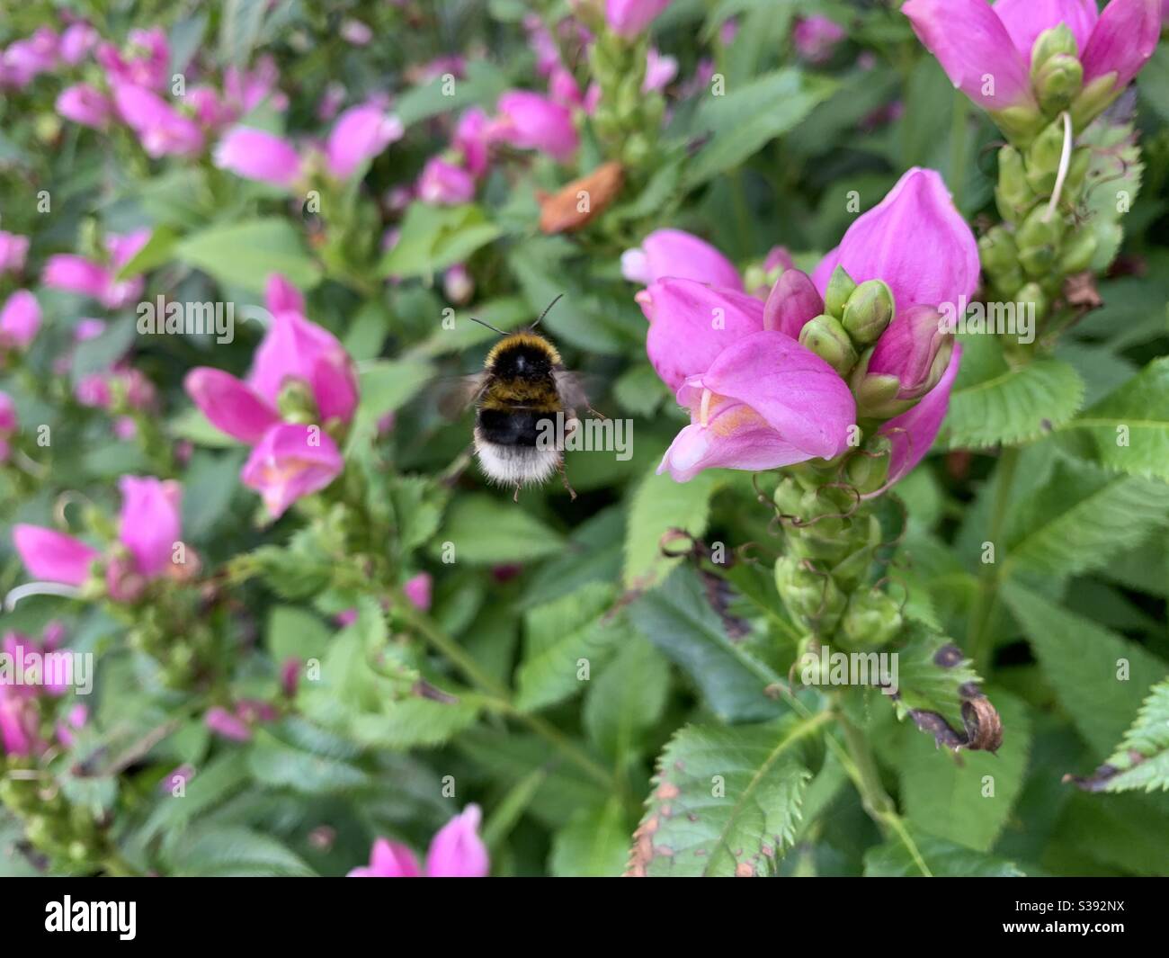 Flight of the bumblebee Stock Photo Alamy