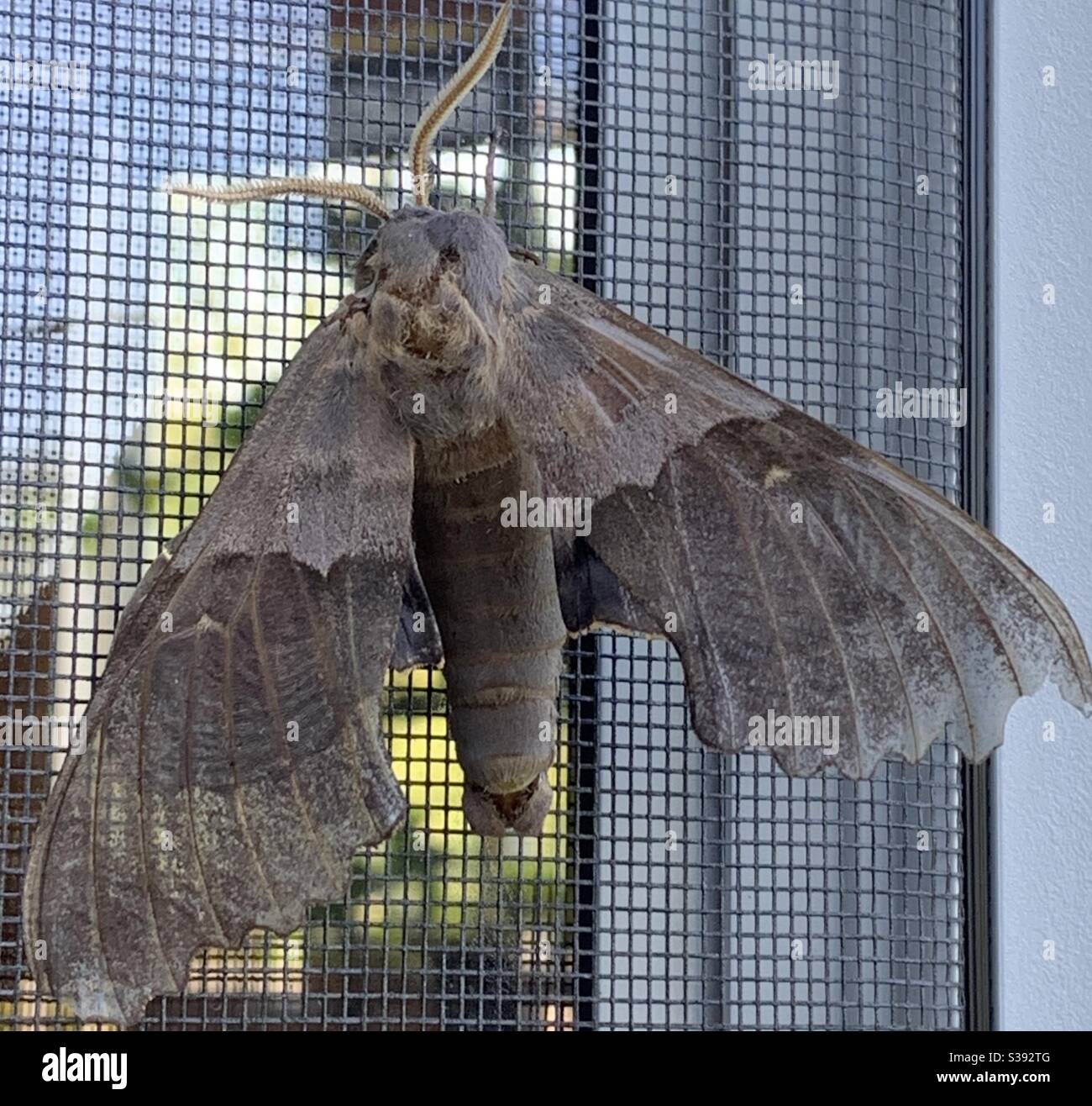 Large Moth Stock Photo
