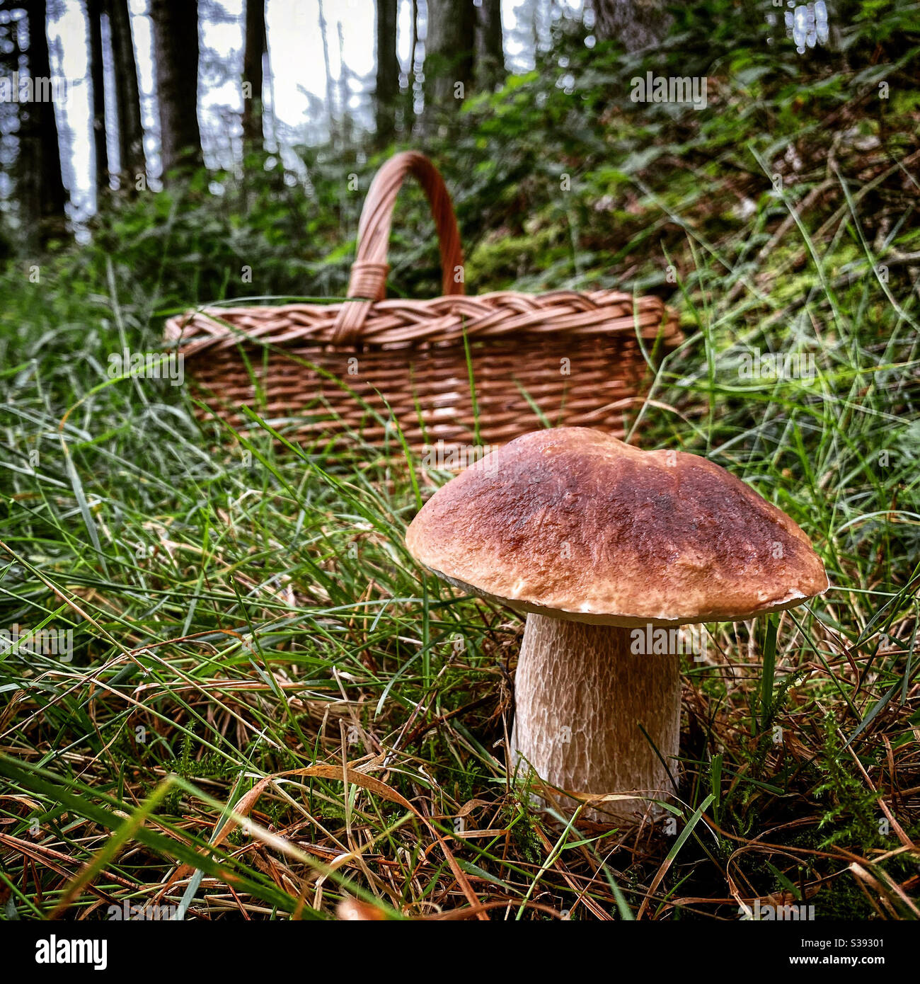 Penny Bun/Porcini mushroom Stock Photo